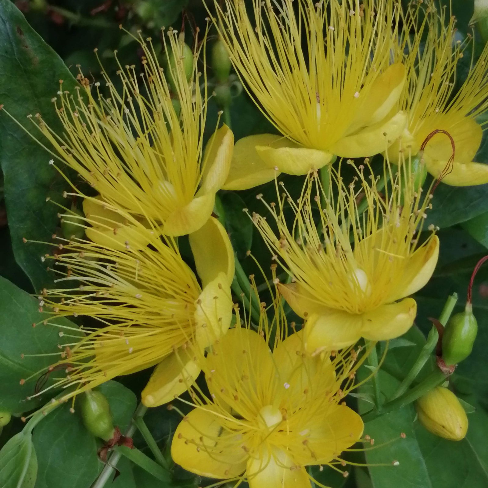 Hypericum Prolificum 4 Scaled