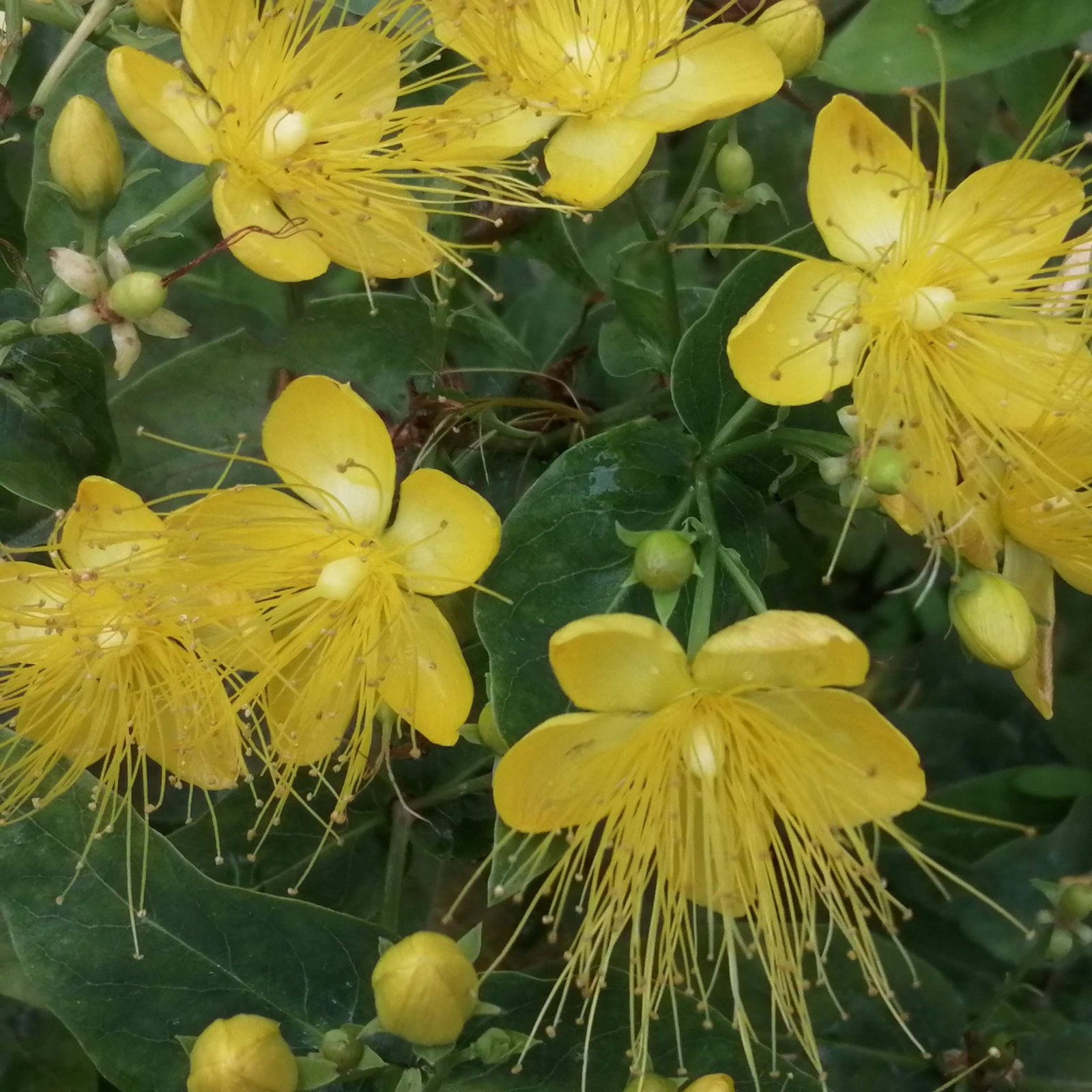 Hypericum Prolificum 3 Scaled