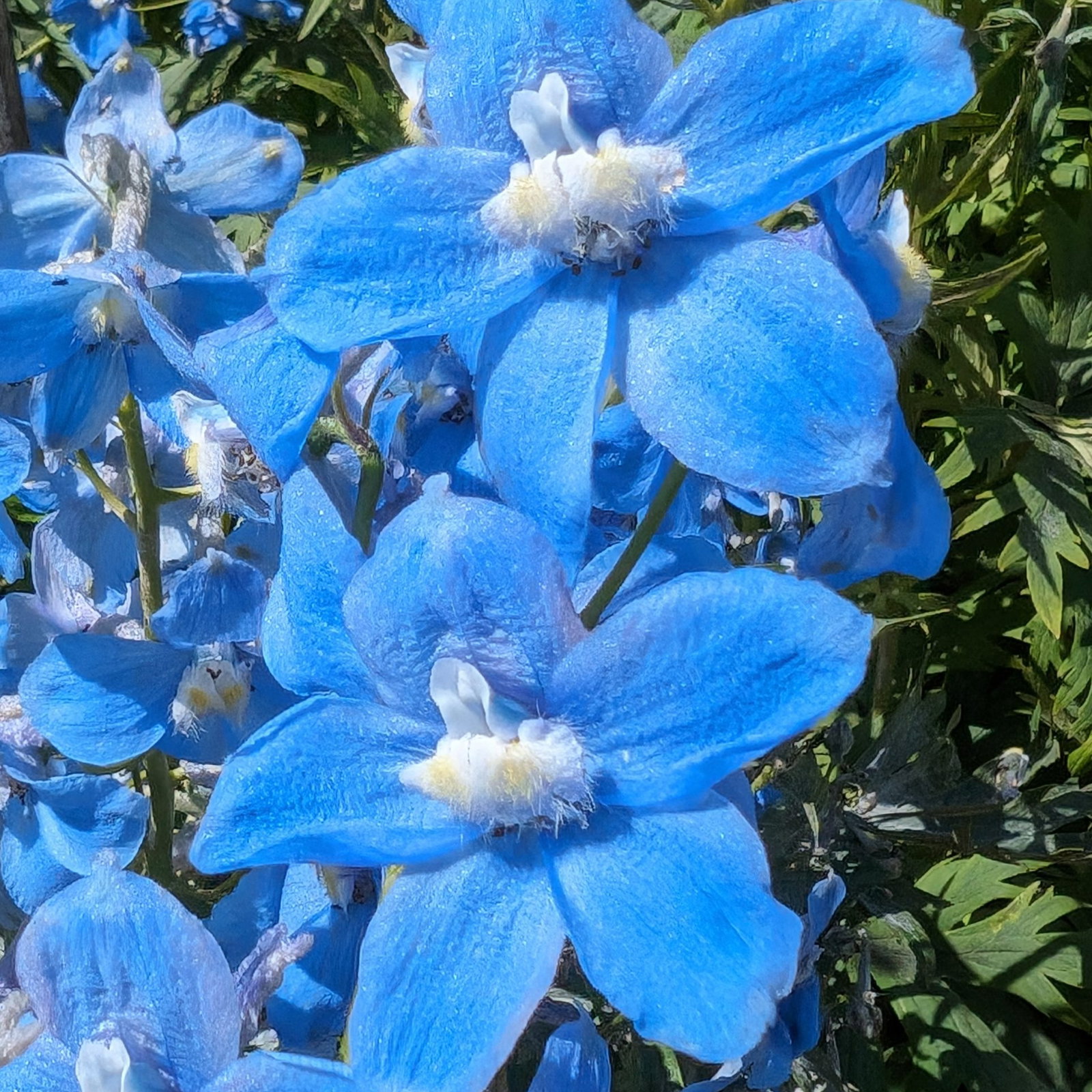 Delphinium Belladona Clivedon Beauty 1 Scaled