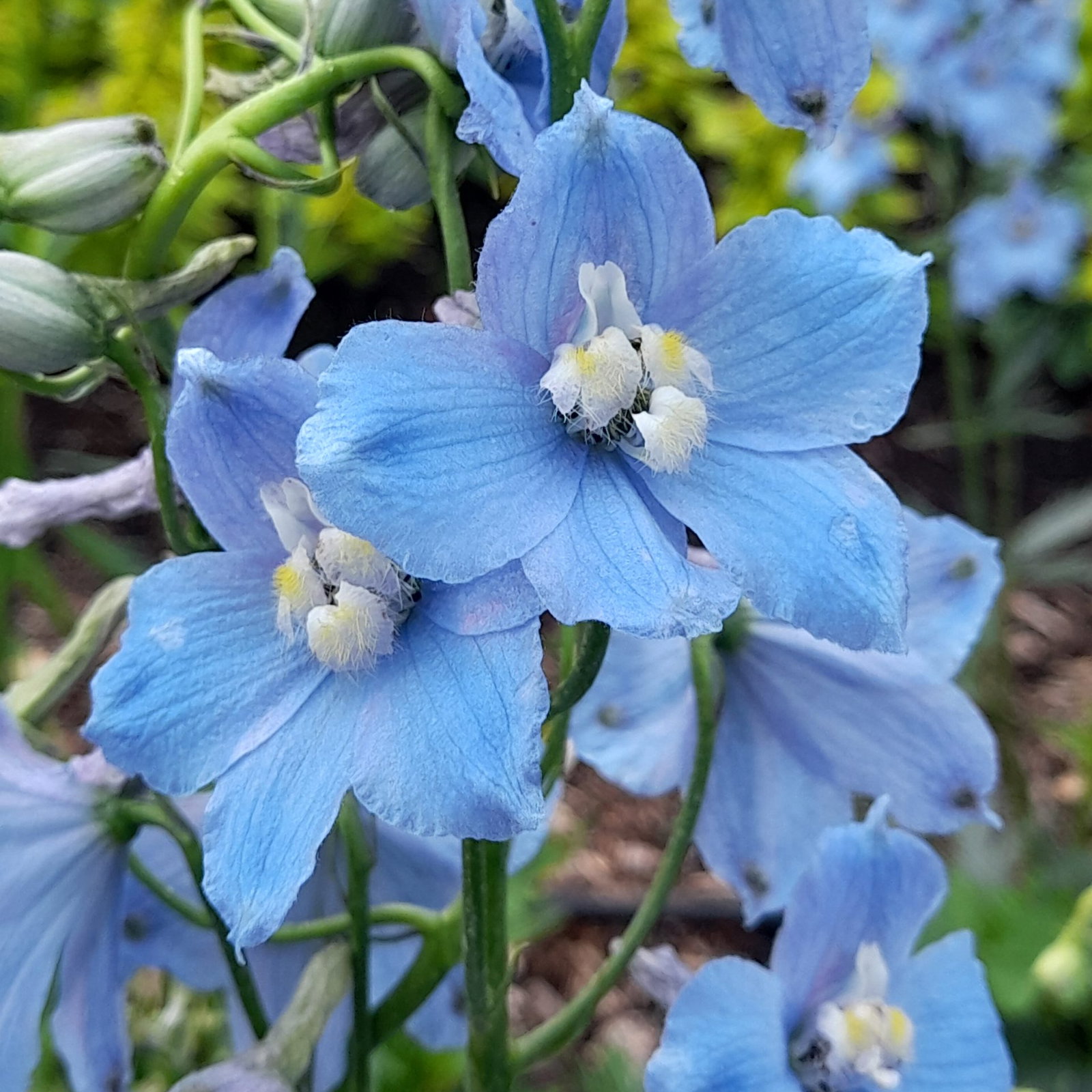 Delphinium Bella Clivedon Beauty 24 Scaled