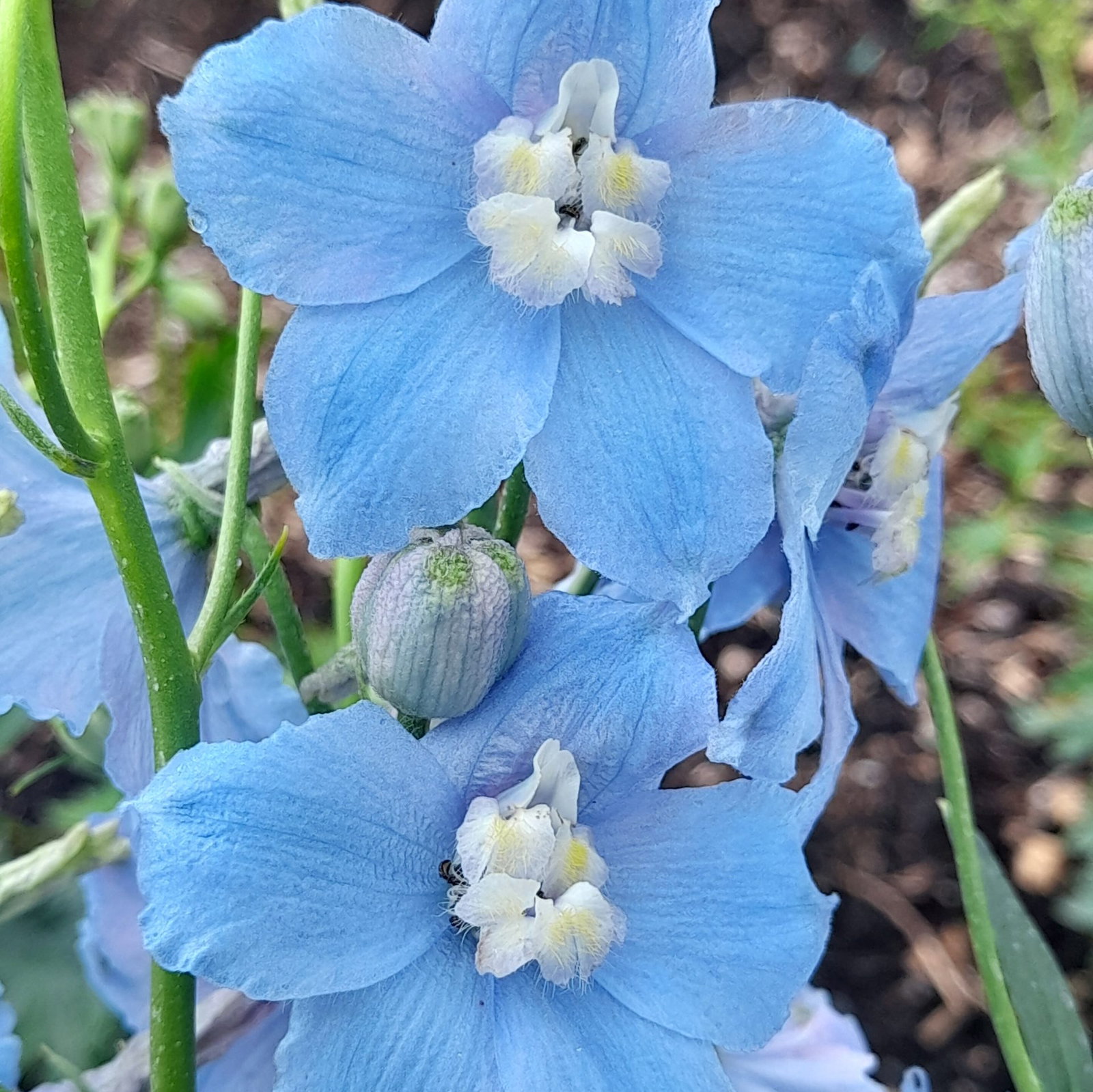 Delphinium Bella Clivedon Beauty 2 Scaled