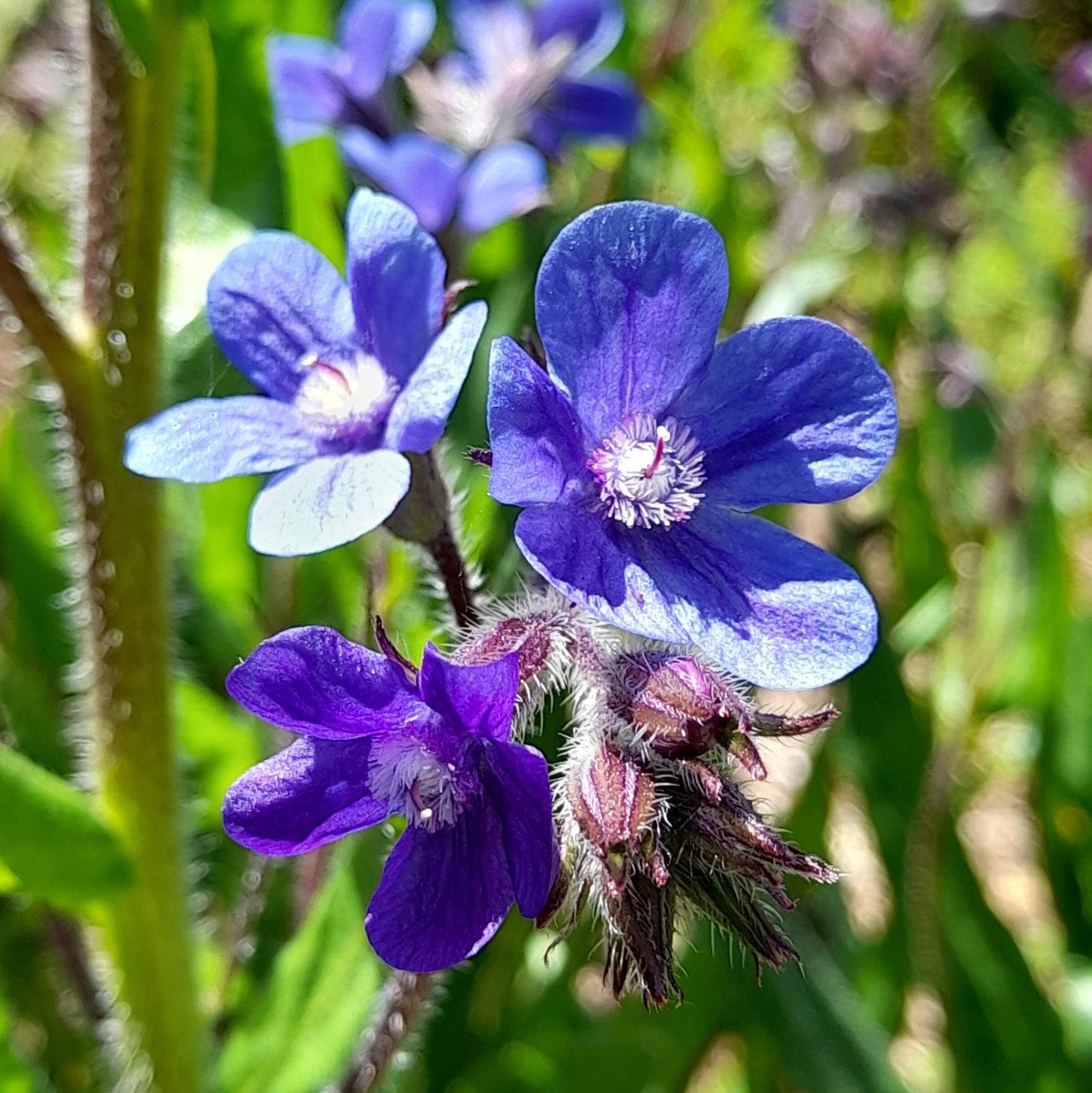 Anchusa Capensis Dropmore 3 Scaled