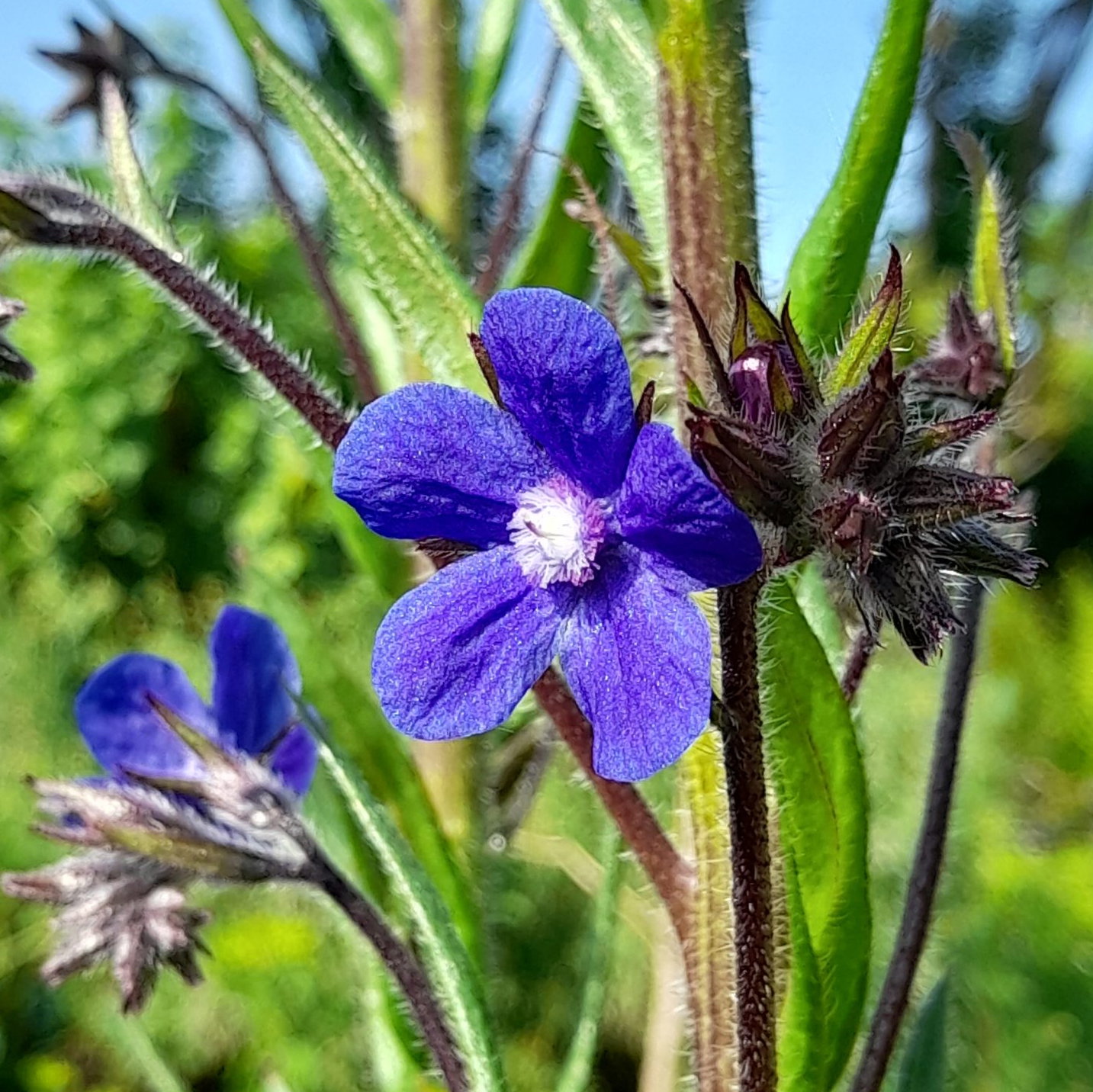 Anchusa Capensis Dropmore 5 Scaled