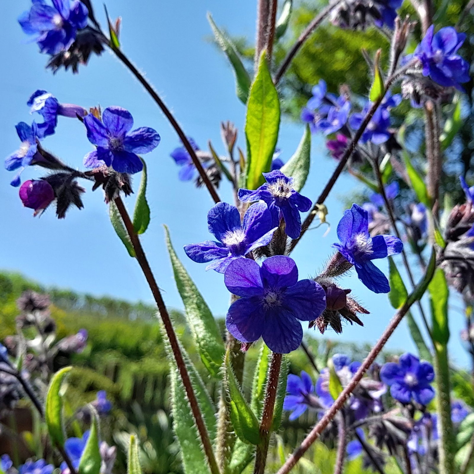 Anchusa Capensis Dropmore 2 Scaled