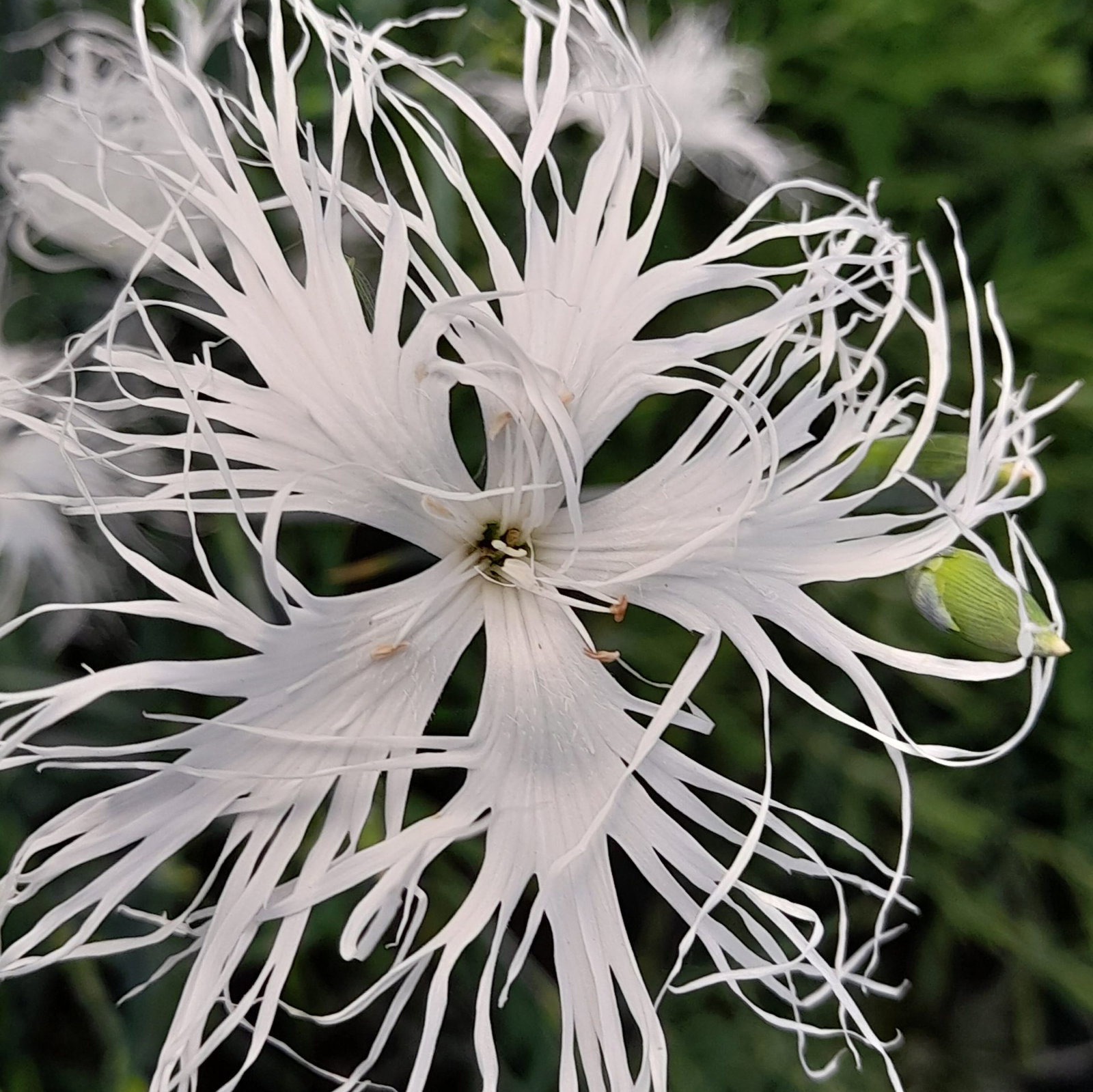 Dianthus Dancing Geisha 6 Scaled