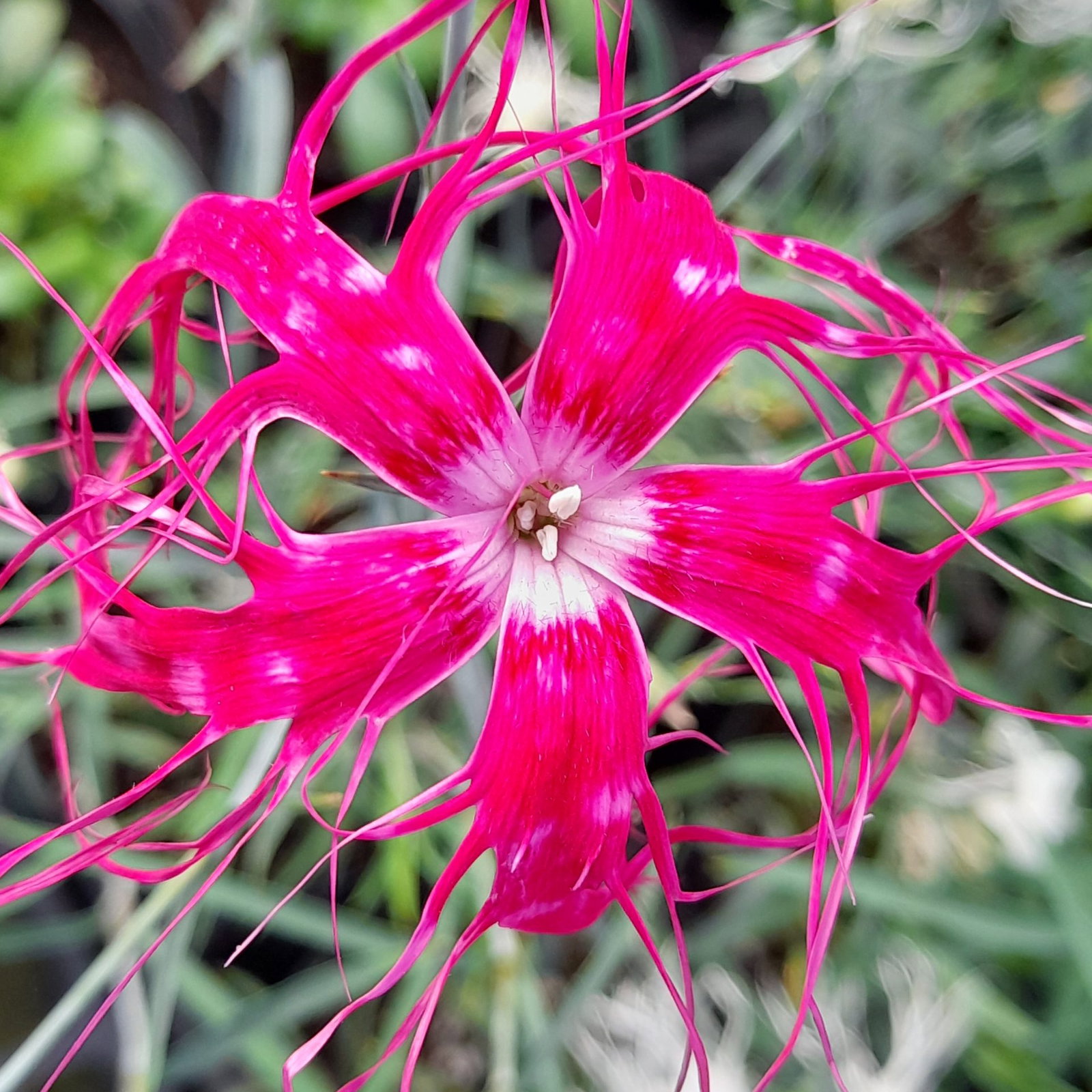 Dianthus Dancing Geisha 7 Scaled
