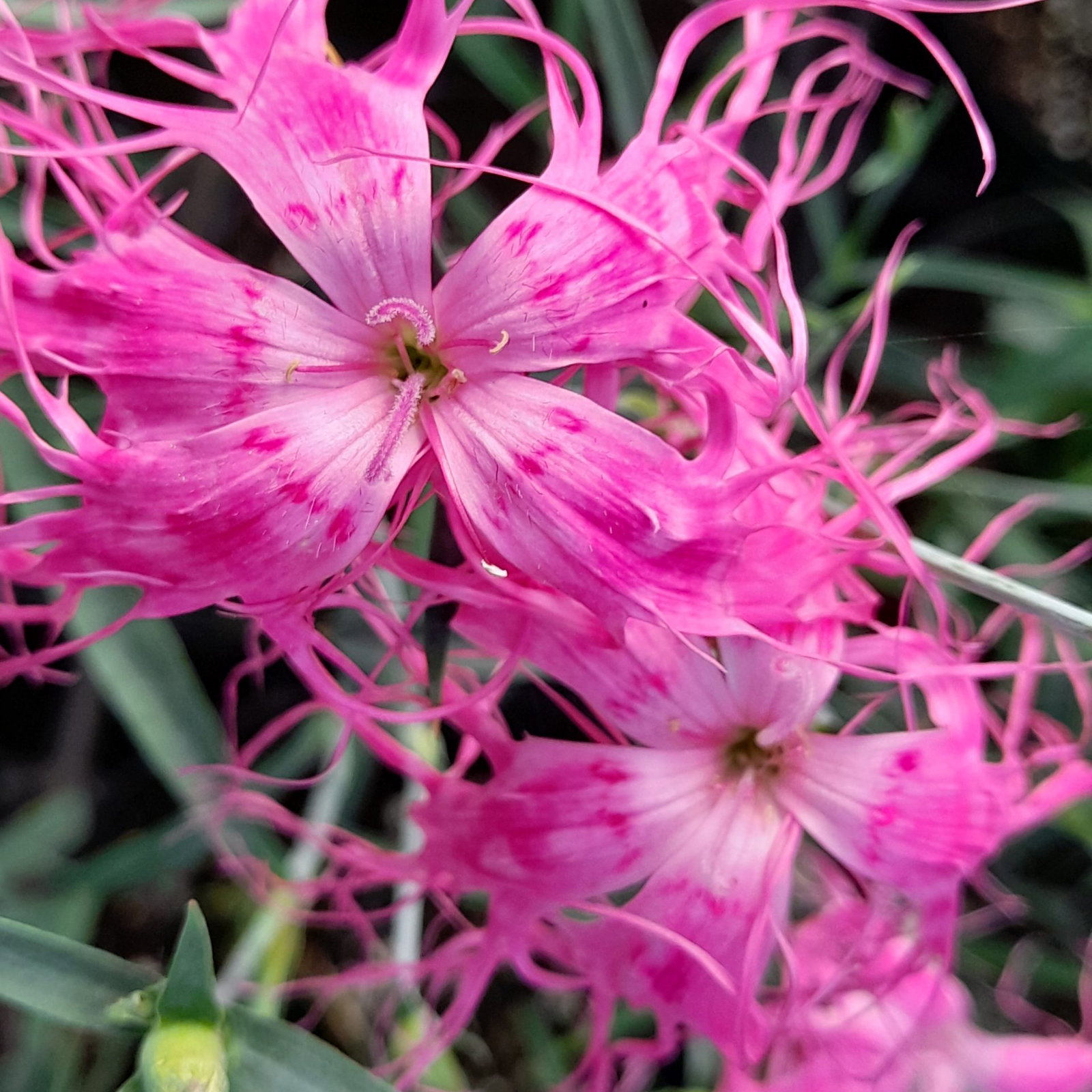 Dianthus Dancing Geisha 9 Scaled