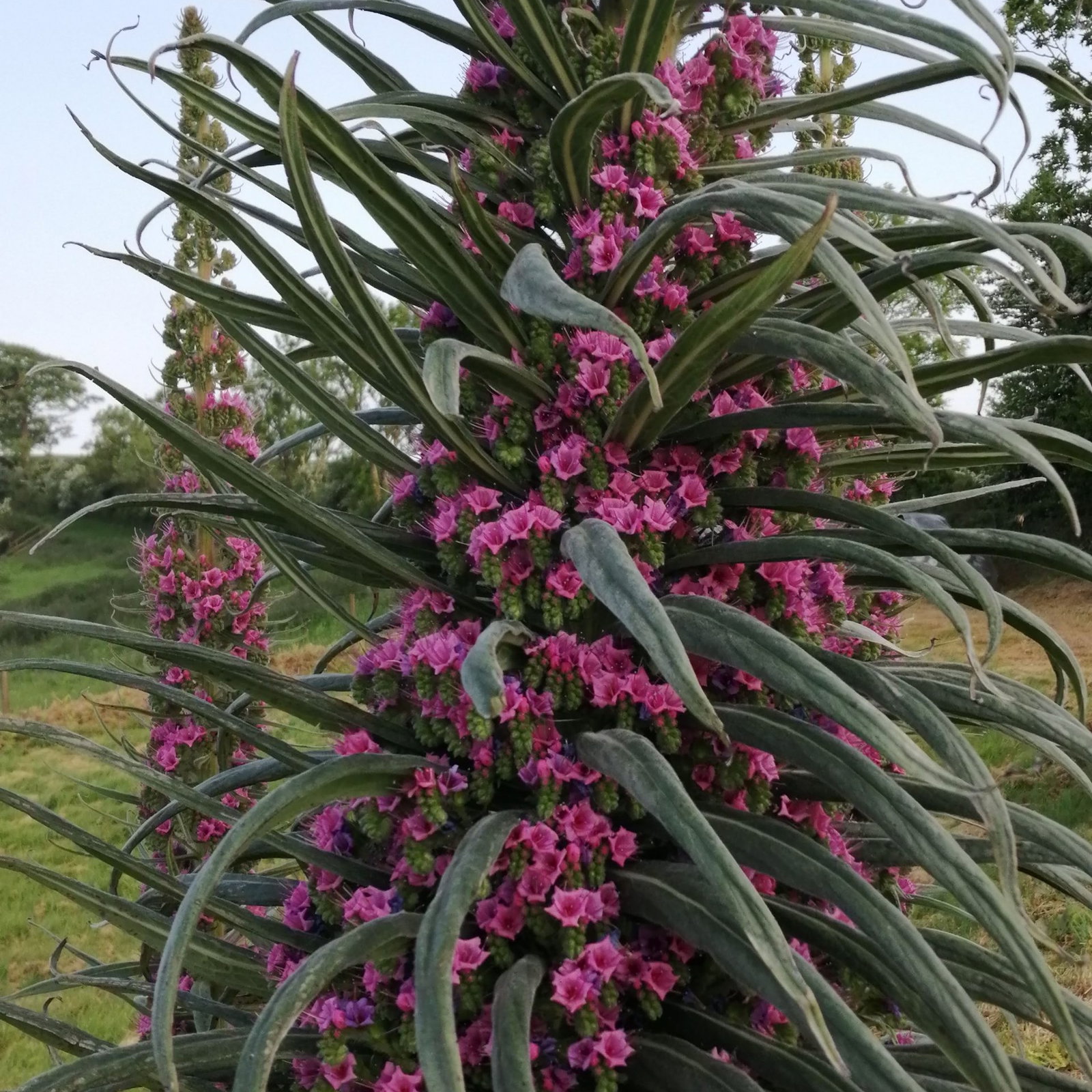 Echium 2 Scaled