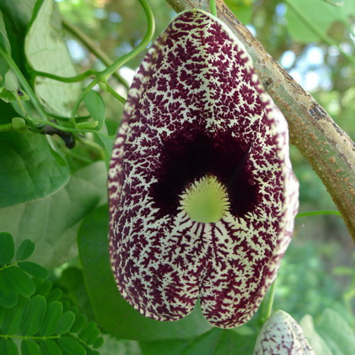 Aristolochia Elegans