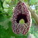 Aristolochia Elegans