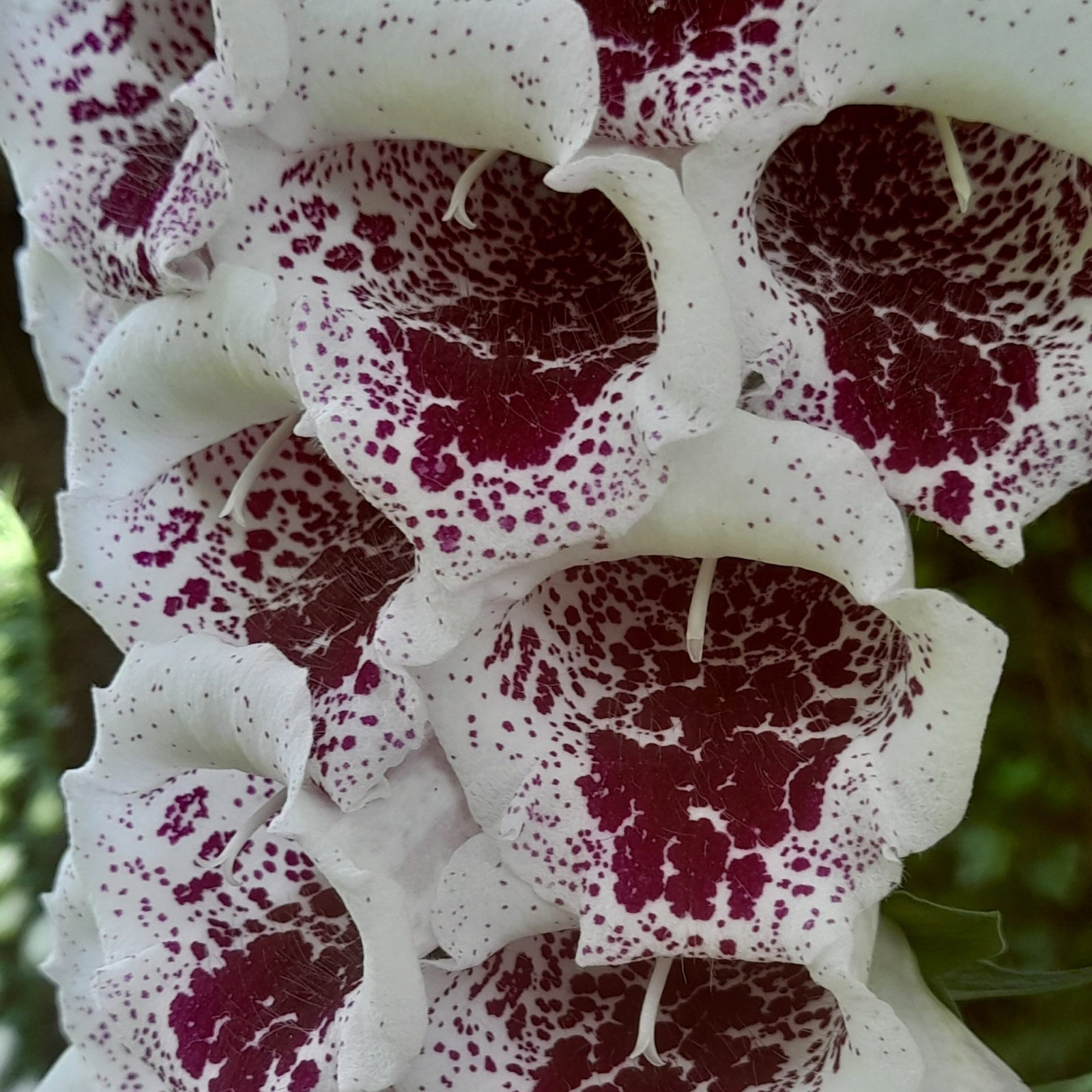 Digitalis Purp Elsie Kelsey 3 Scaled