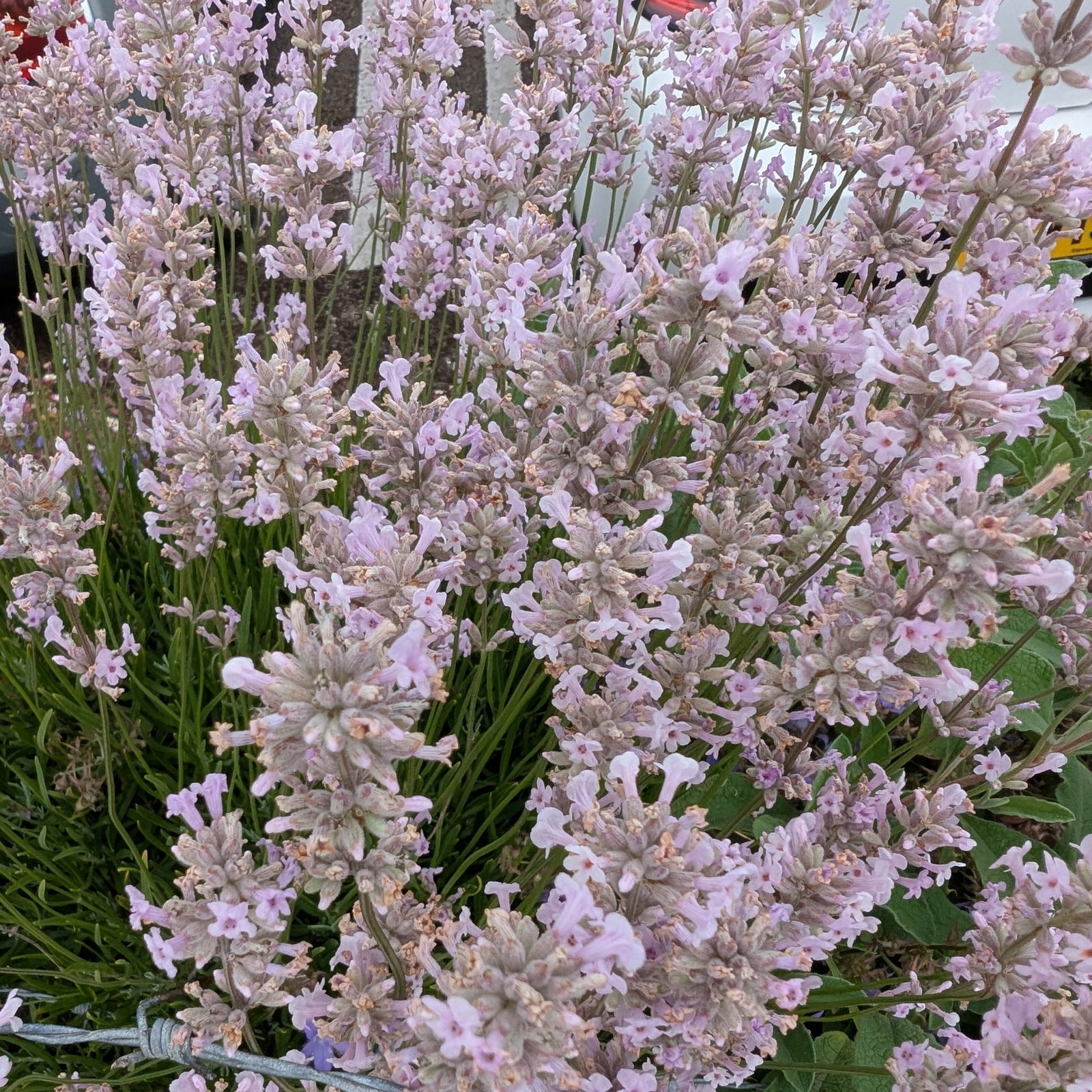 Lavandula Front Wall 4 Scaled