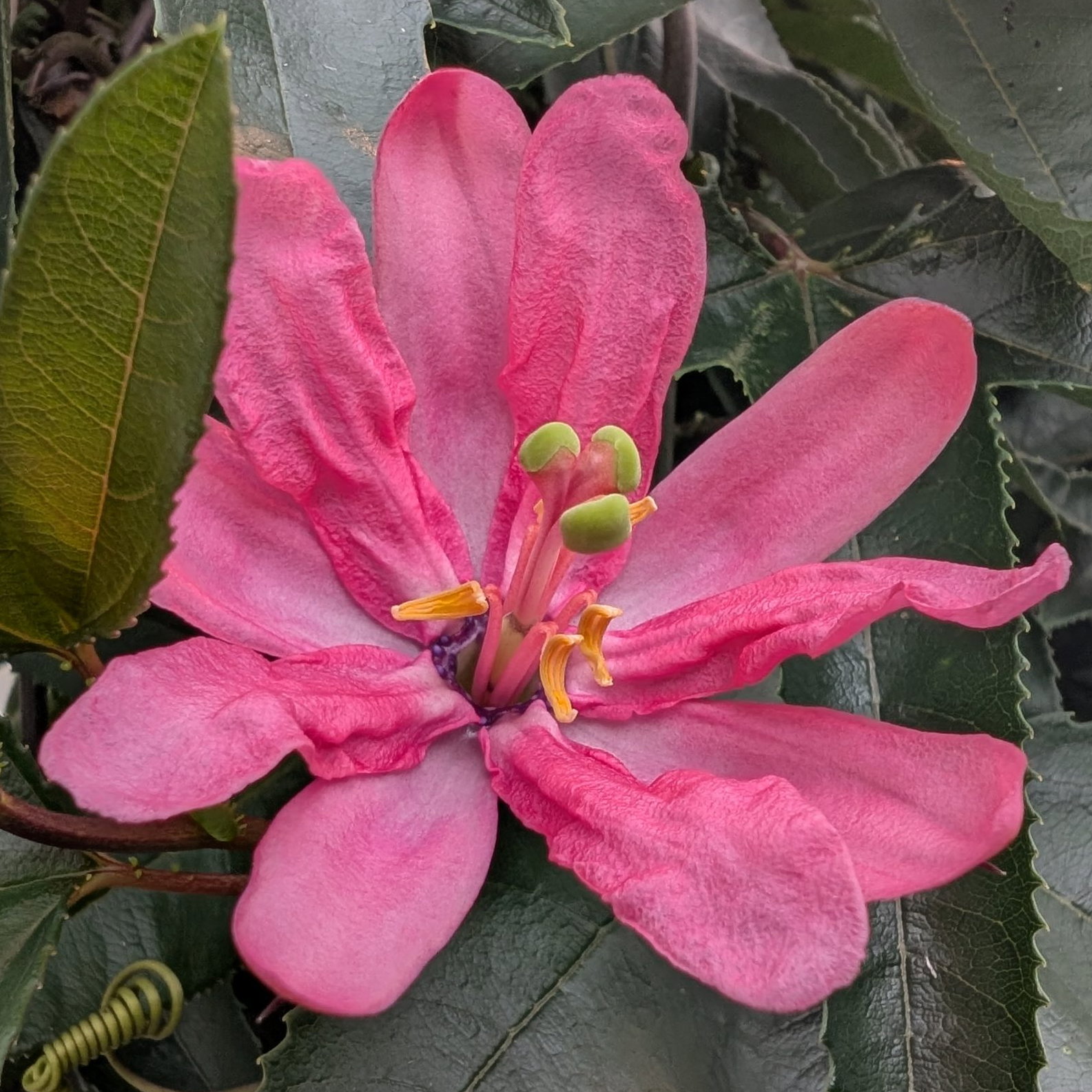 Passiflora Coactilis 4 Scaled