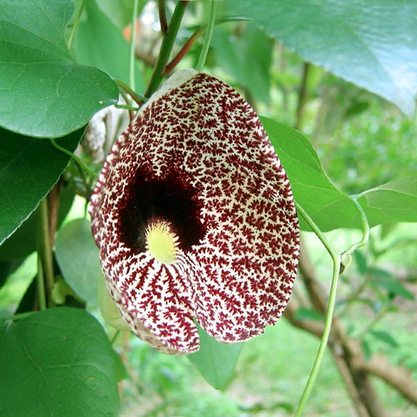 Aristolochia Elegans2