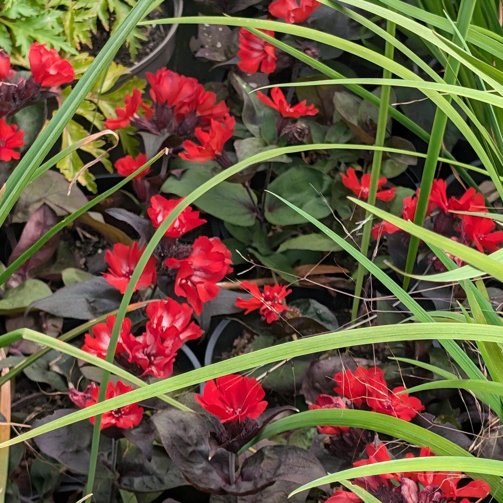 Lychnis Molten Lava 2 Scaled