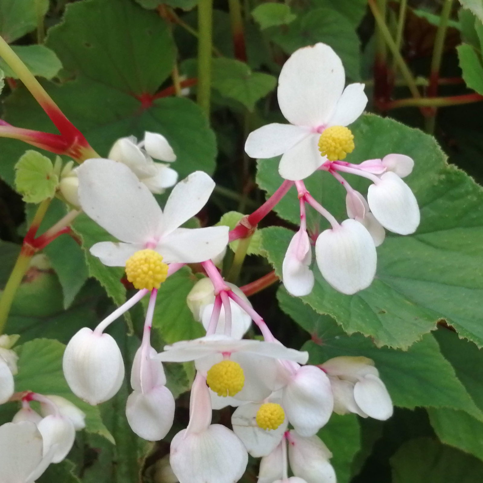 Begonia Evansiana Alba 4 Scaled