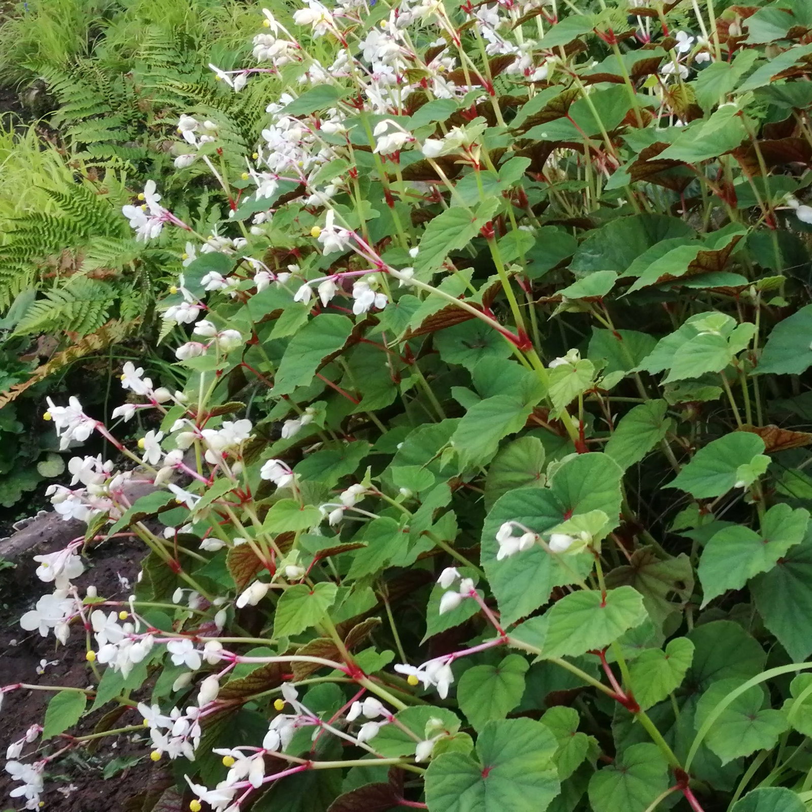 Begonia Evansiana Alba 5 Scaled