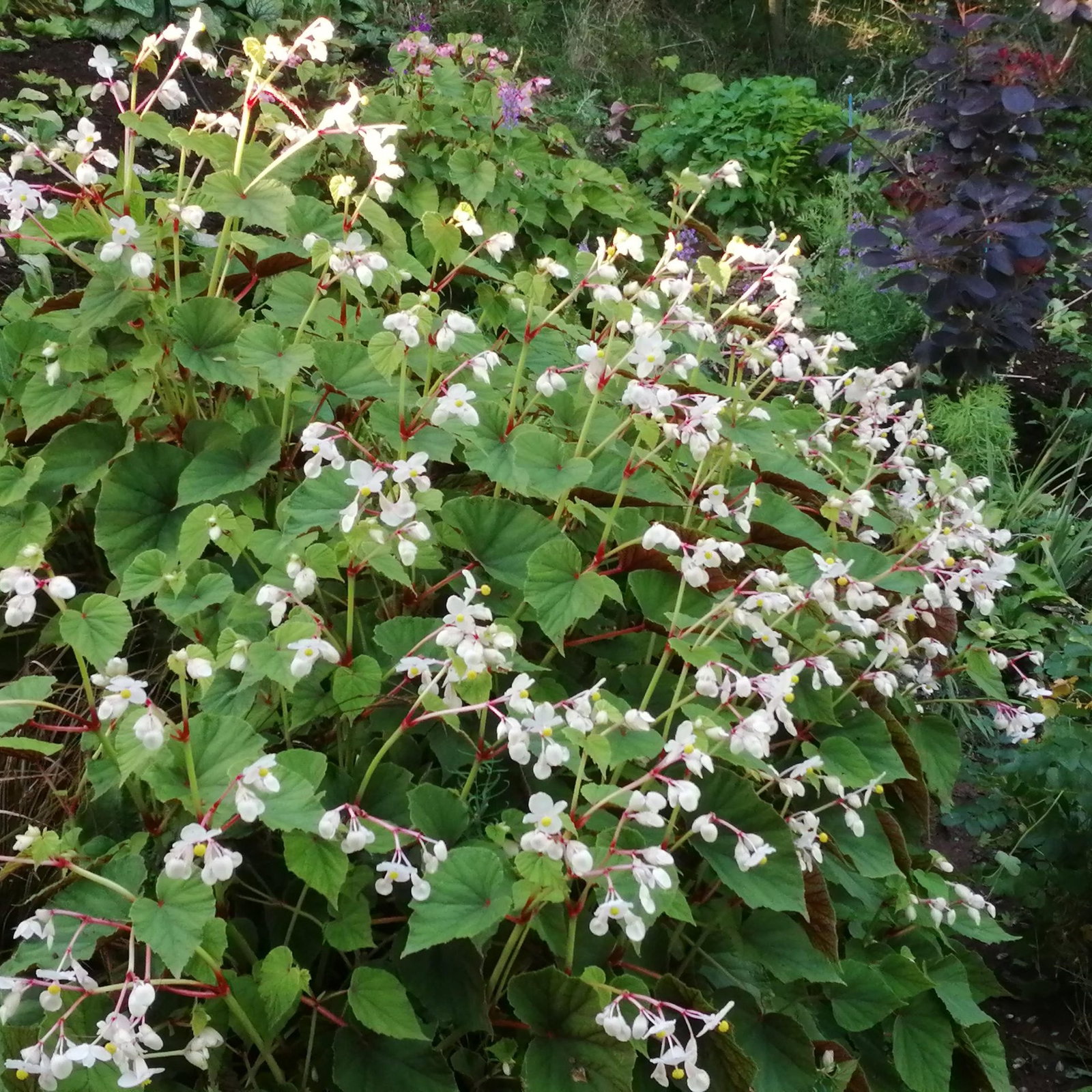Begonia Evansiana Alba 1 Scaled