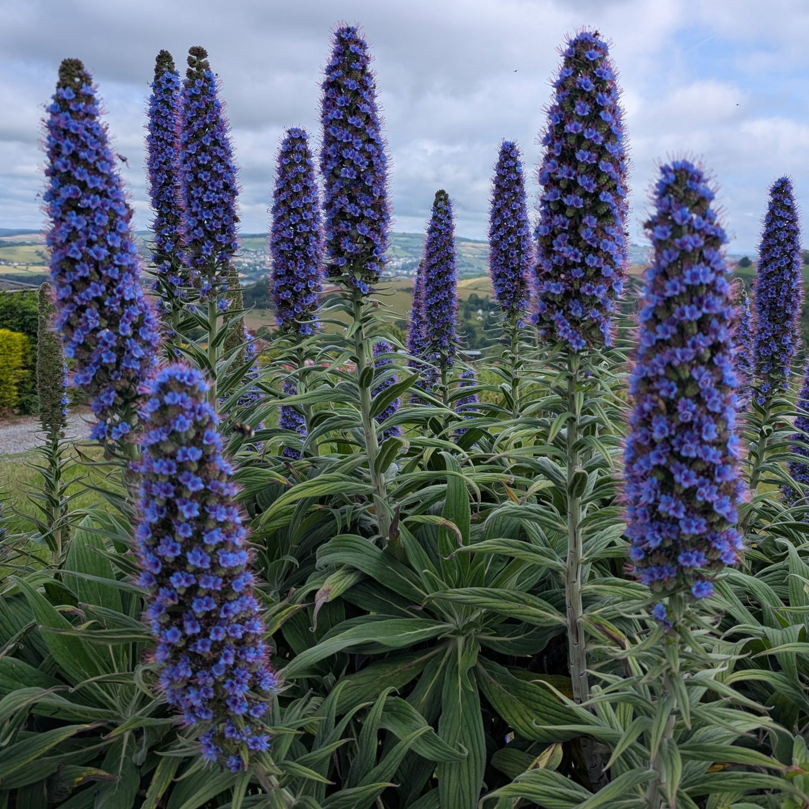Echium Webbii 25 Scaled