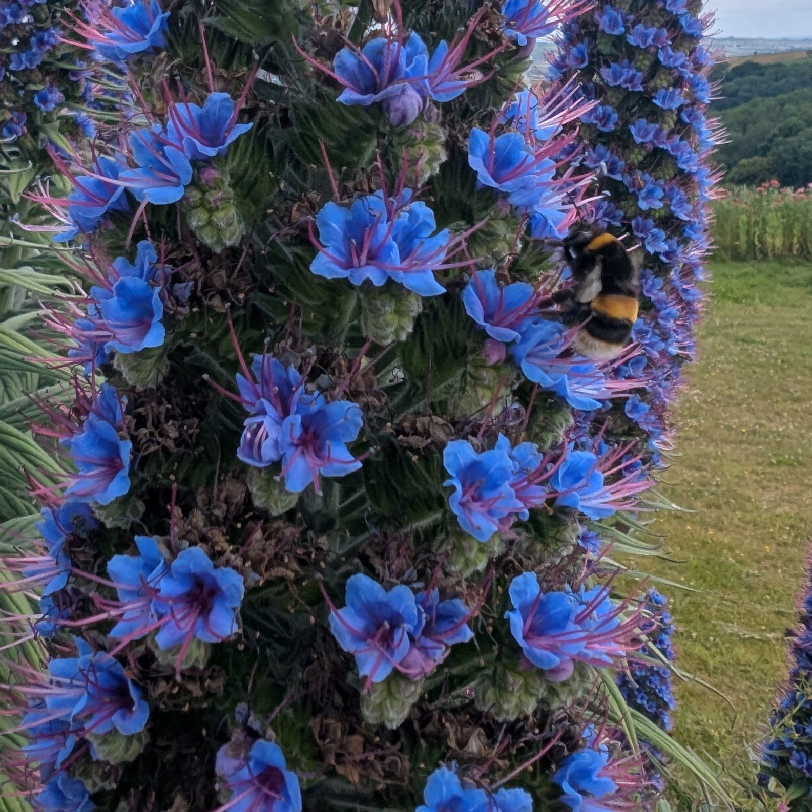 Echium Webbii 26 Scaled