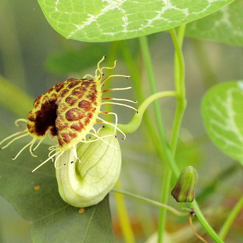 Aristolochia Fimbriata