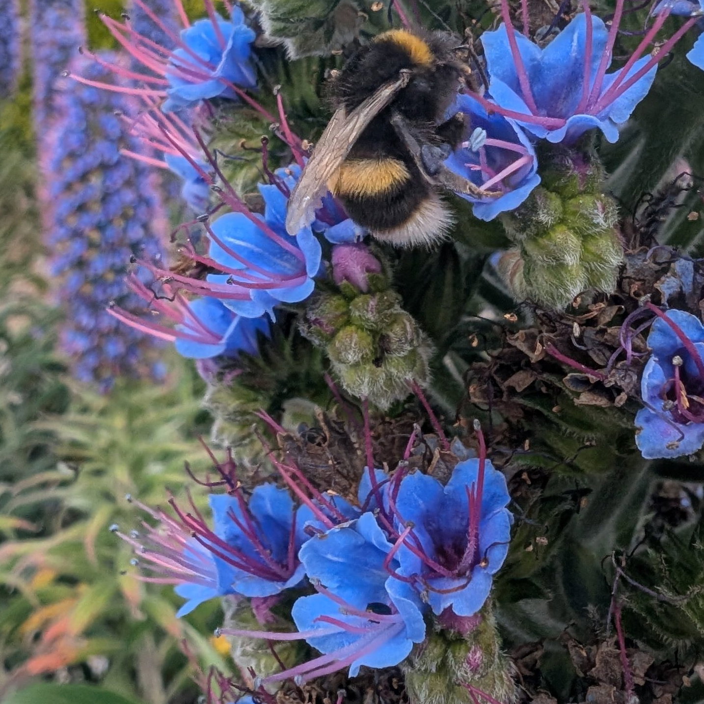 Echium Webbii 22 Scaled