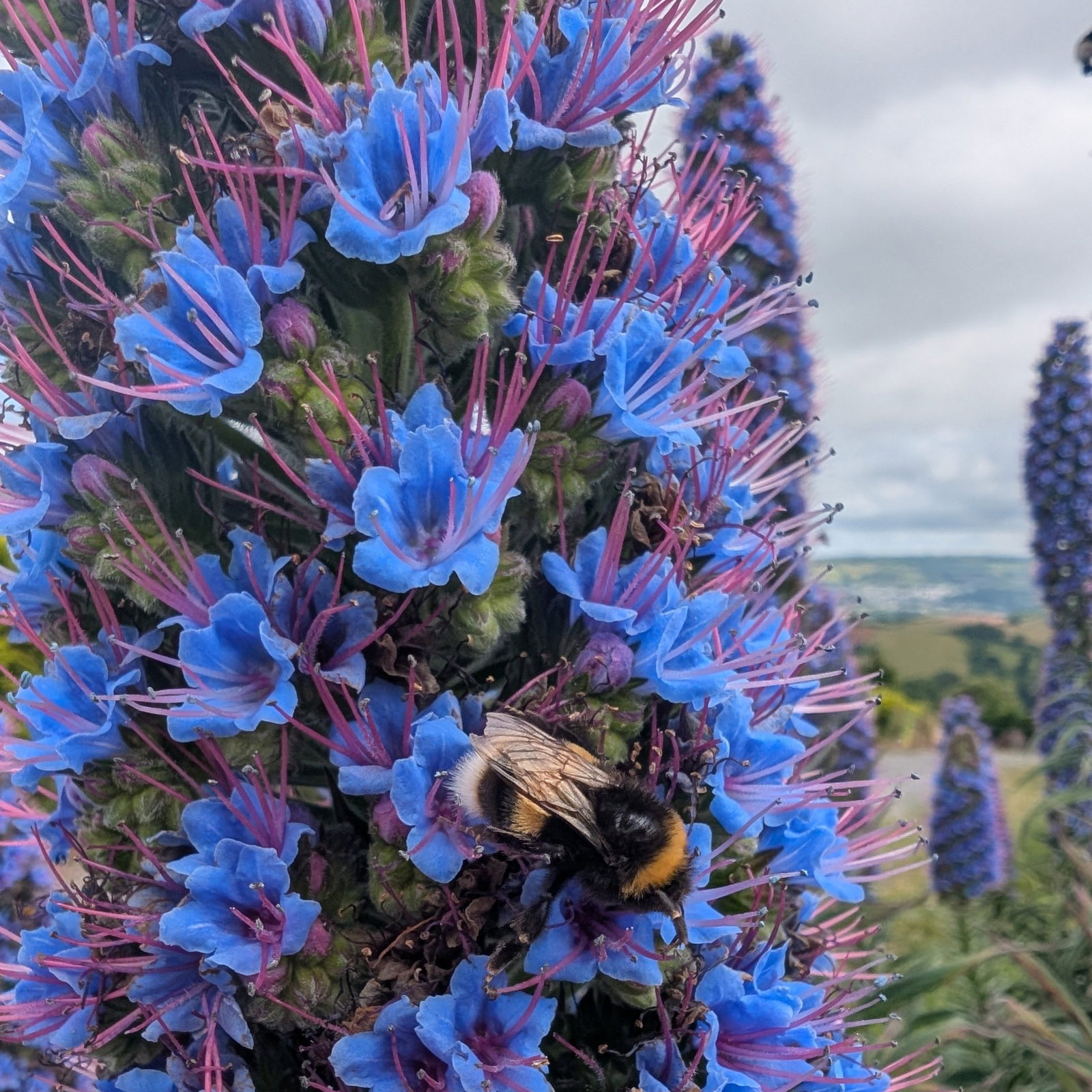 Echium Webbii 19 Scaled