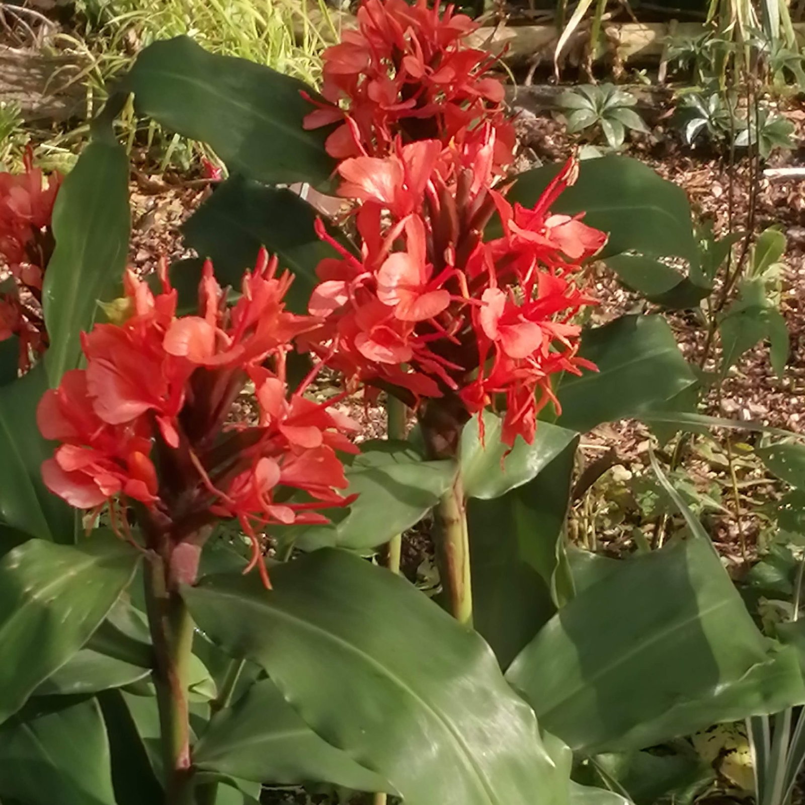 Hedychium Rubrum 4 Scaled