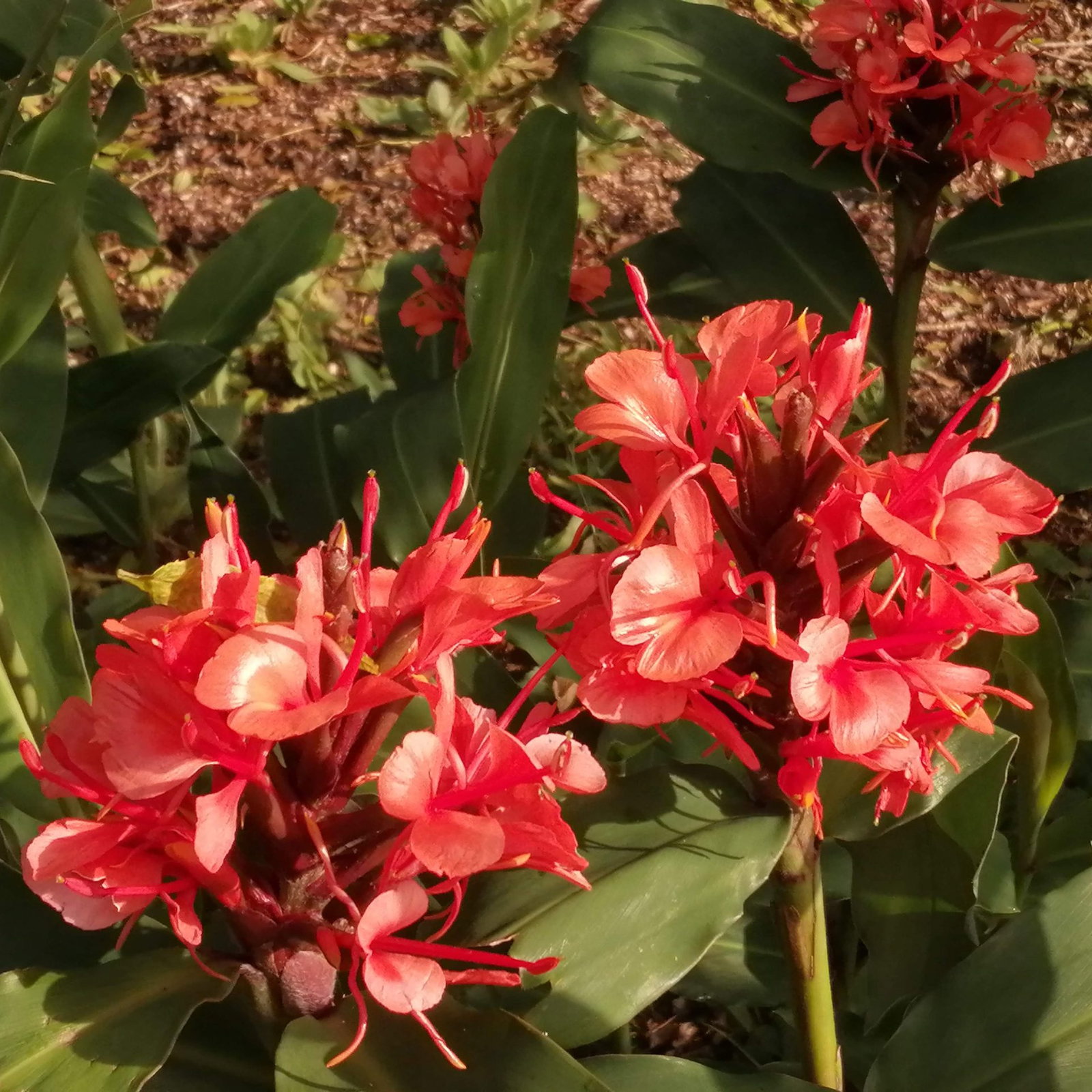 Hedychium Rubrum 10 Scaled