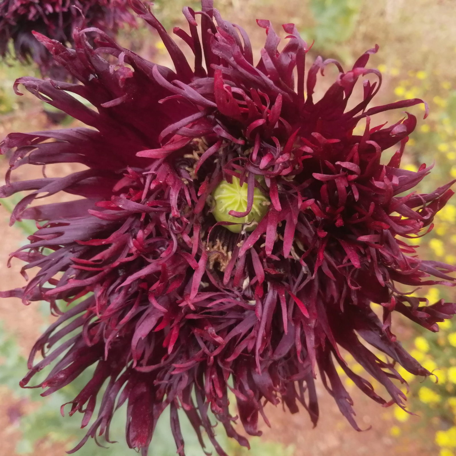 Papaver Somniferum Black Swan 5 Scaled