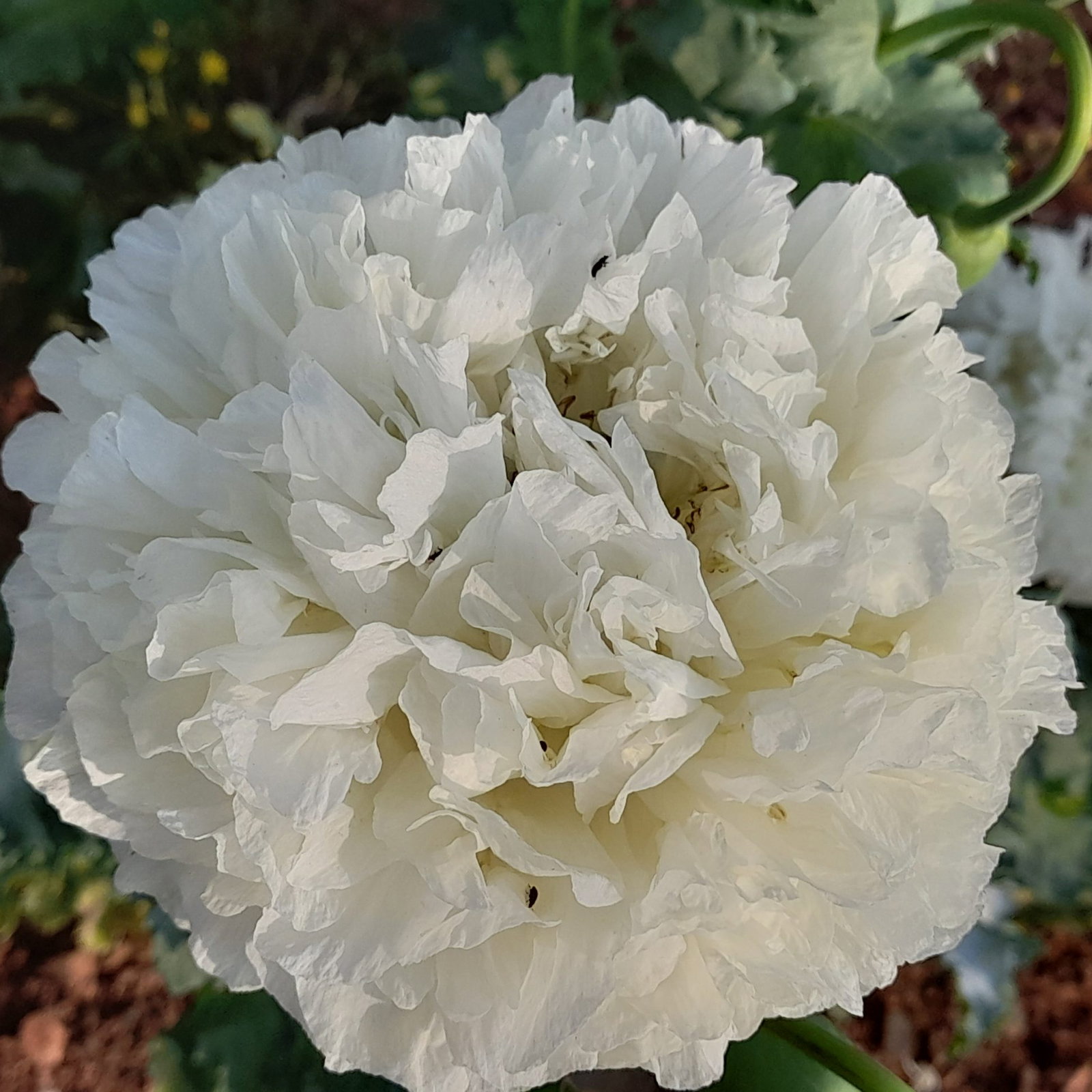 Papaver Somniferum Double White 9 Scaled