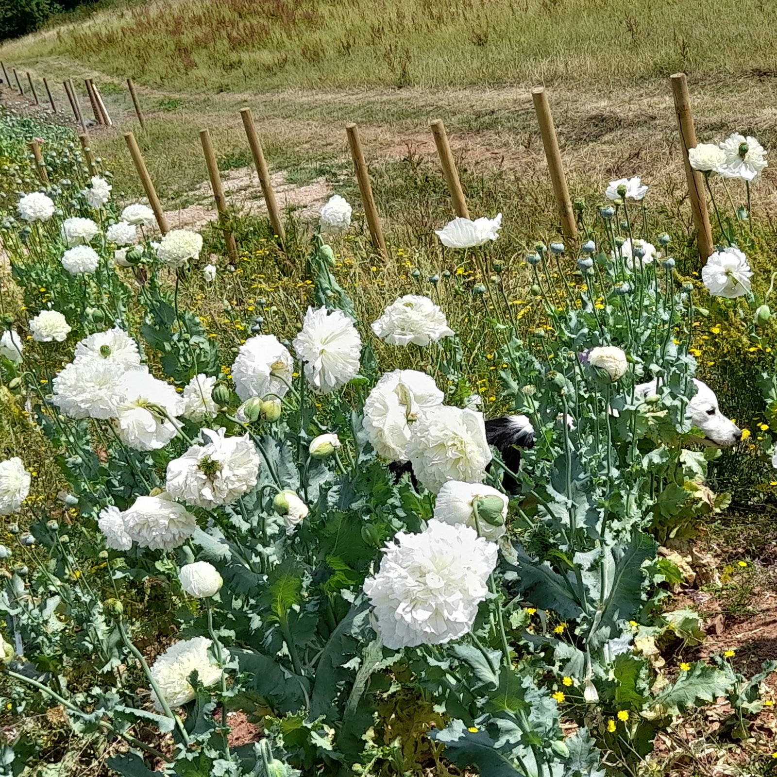 Papaver Somniferum Double White 7 Scaled