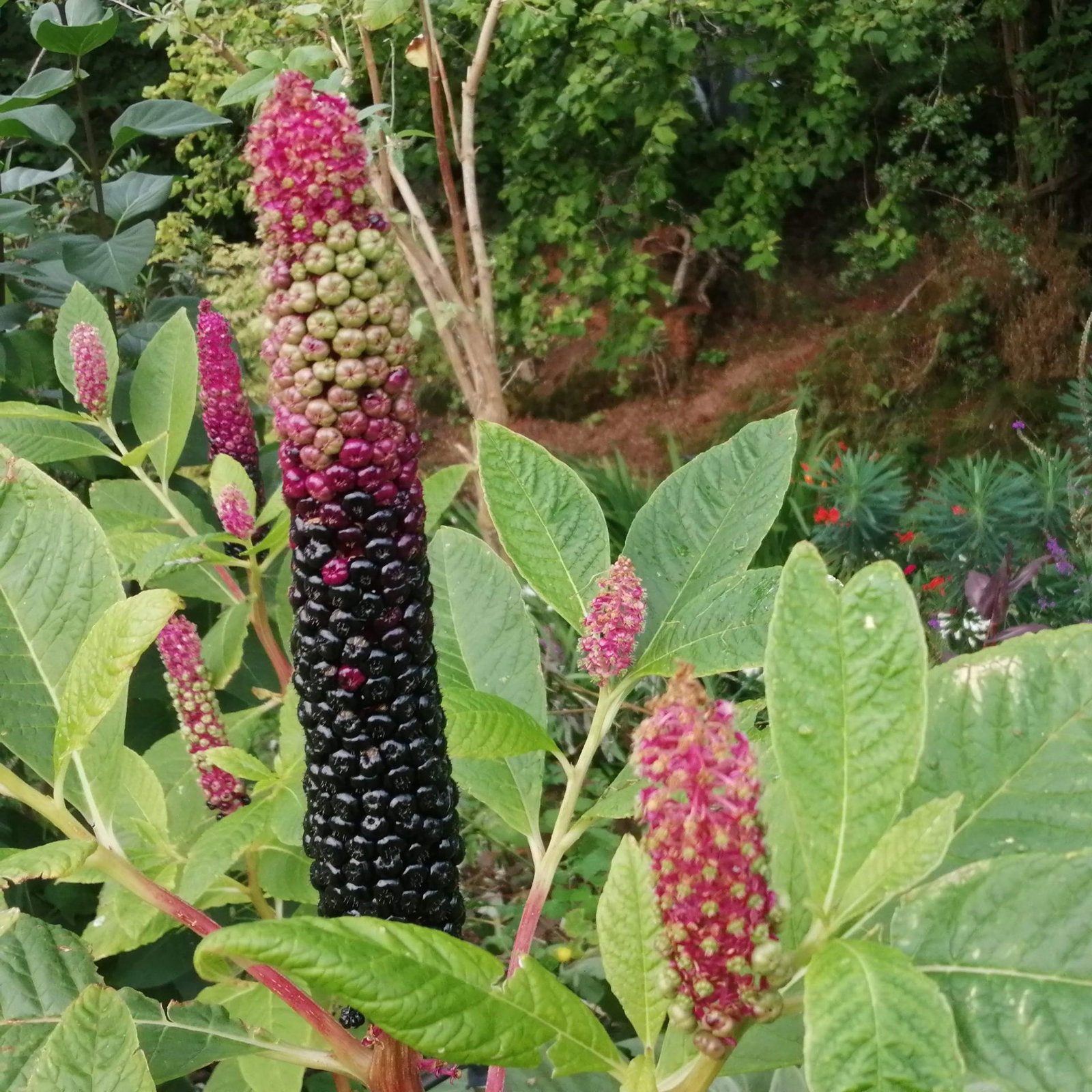 Phytolacca Laka Boom 16 Scaled