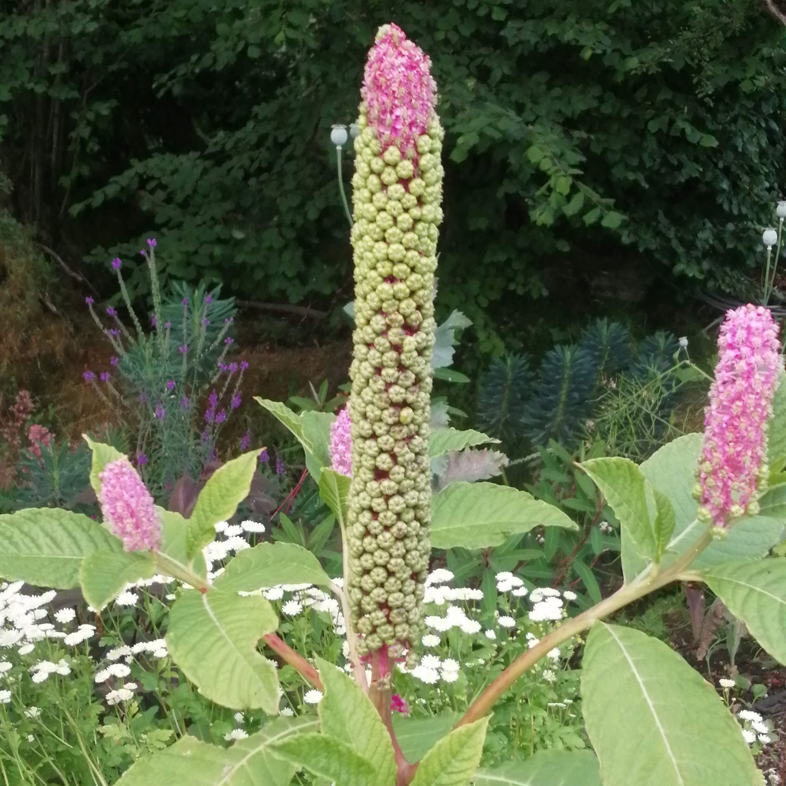 Phytolacca Laka Boom 13 Scaled