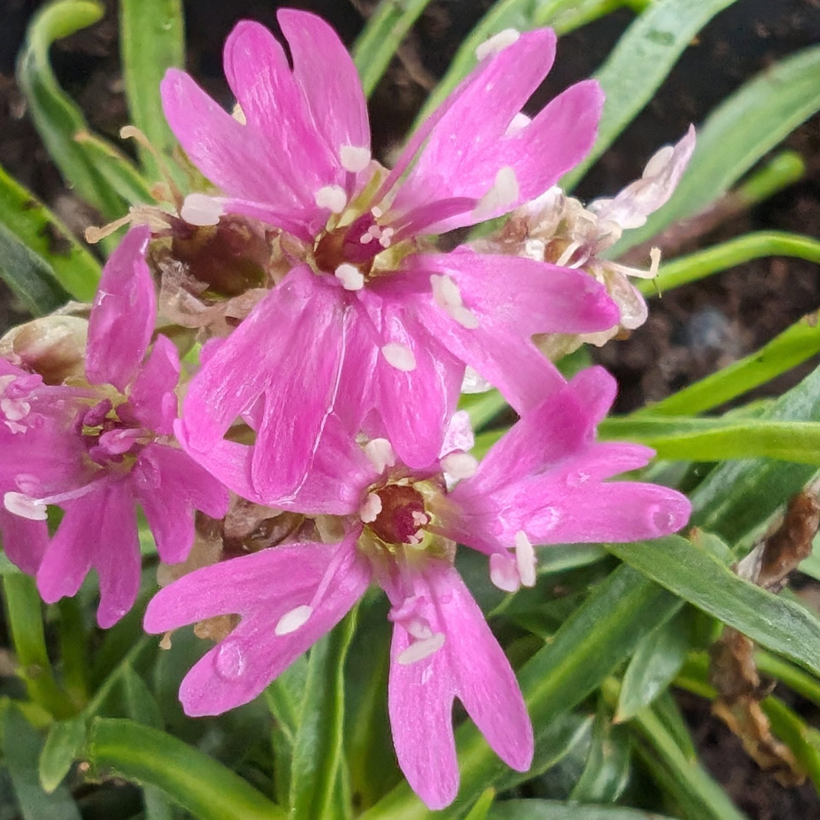 Silene Suecica 3 Scaled