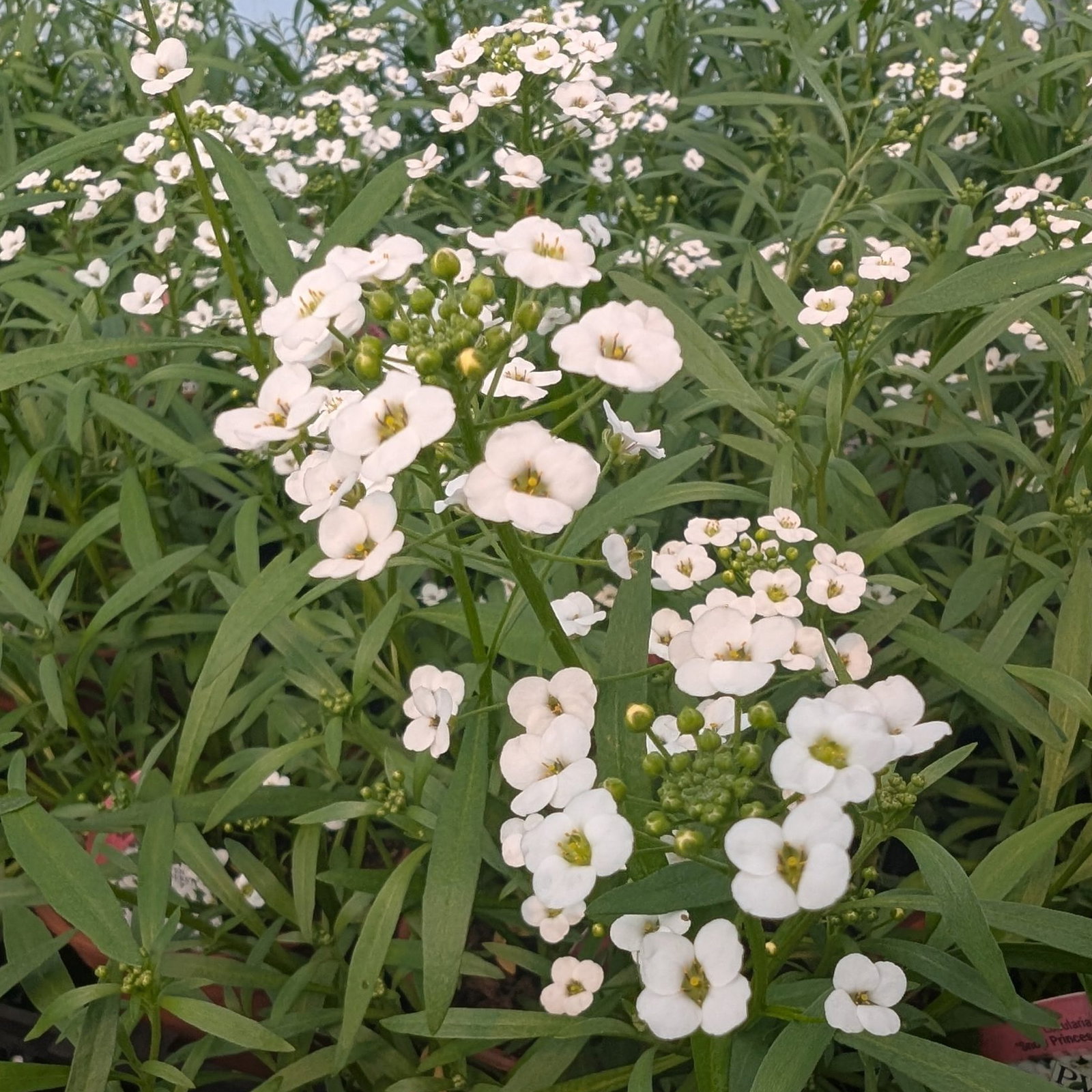 Lobularia Snow Princess Scaled