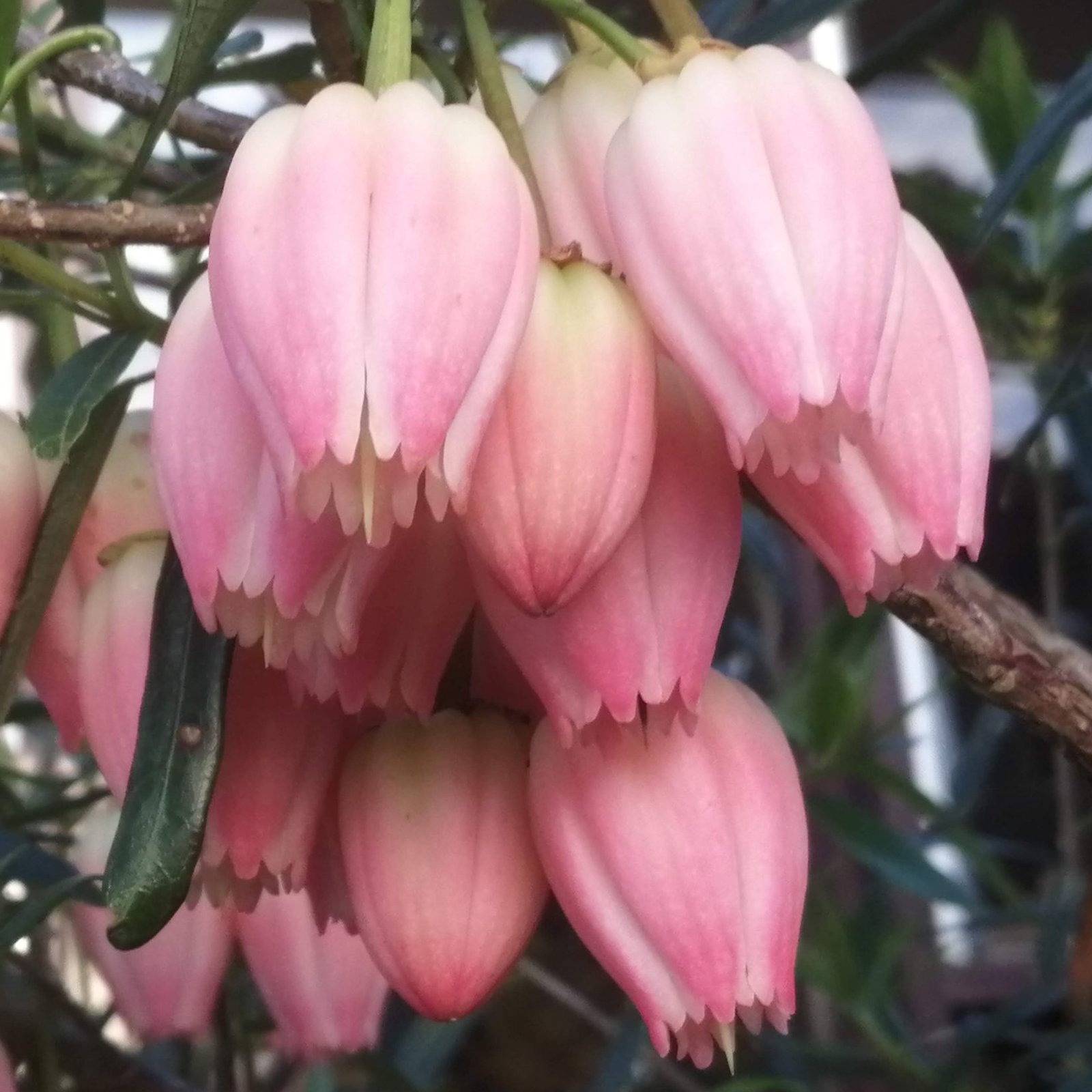 Crinodendron Hook Ada Hoffman 2 Scaled