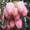Crinodendron Hook Ada Hoffman 2 Scaled