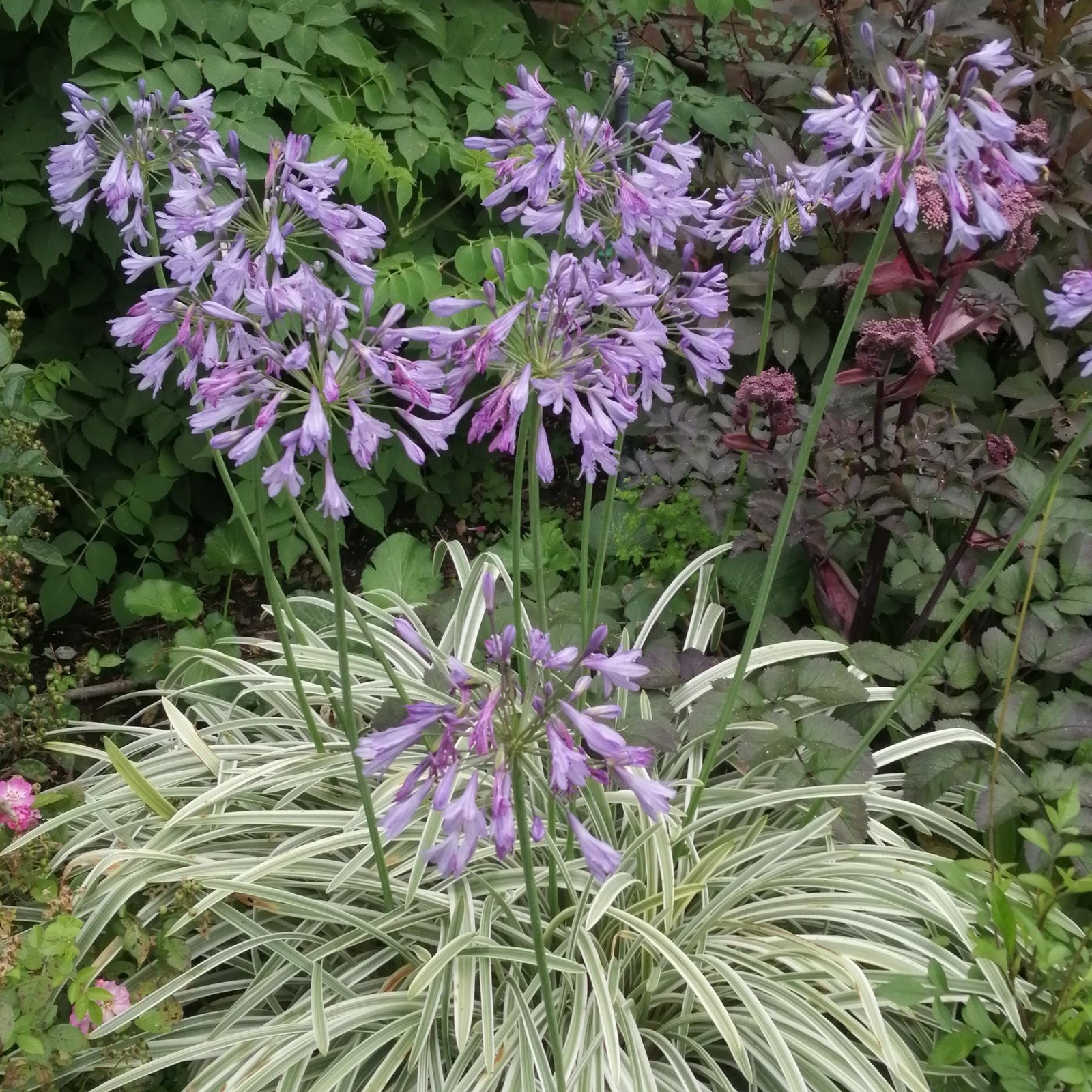 Agapanthus Silver Moon 2 Scaled