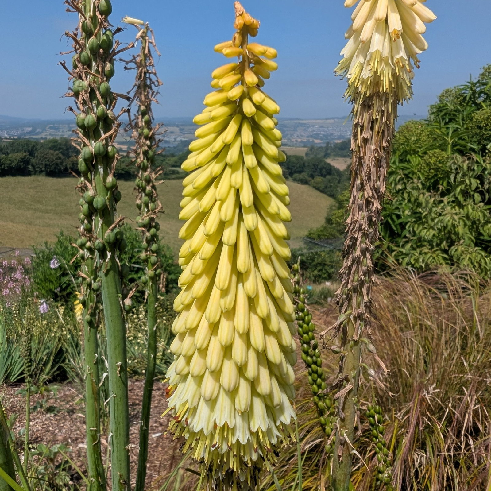 Kniphofia Citrina 7 Scaled