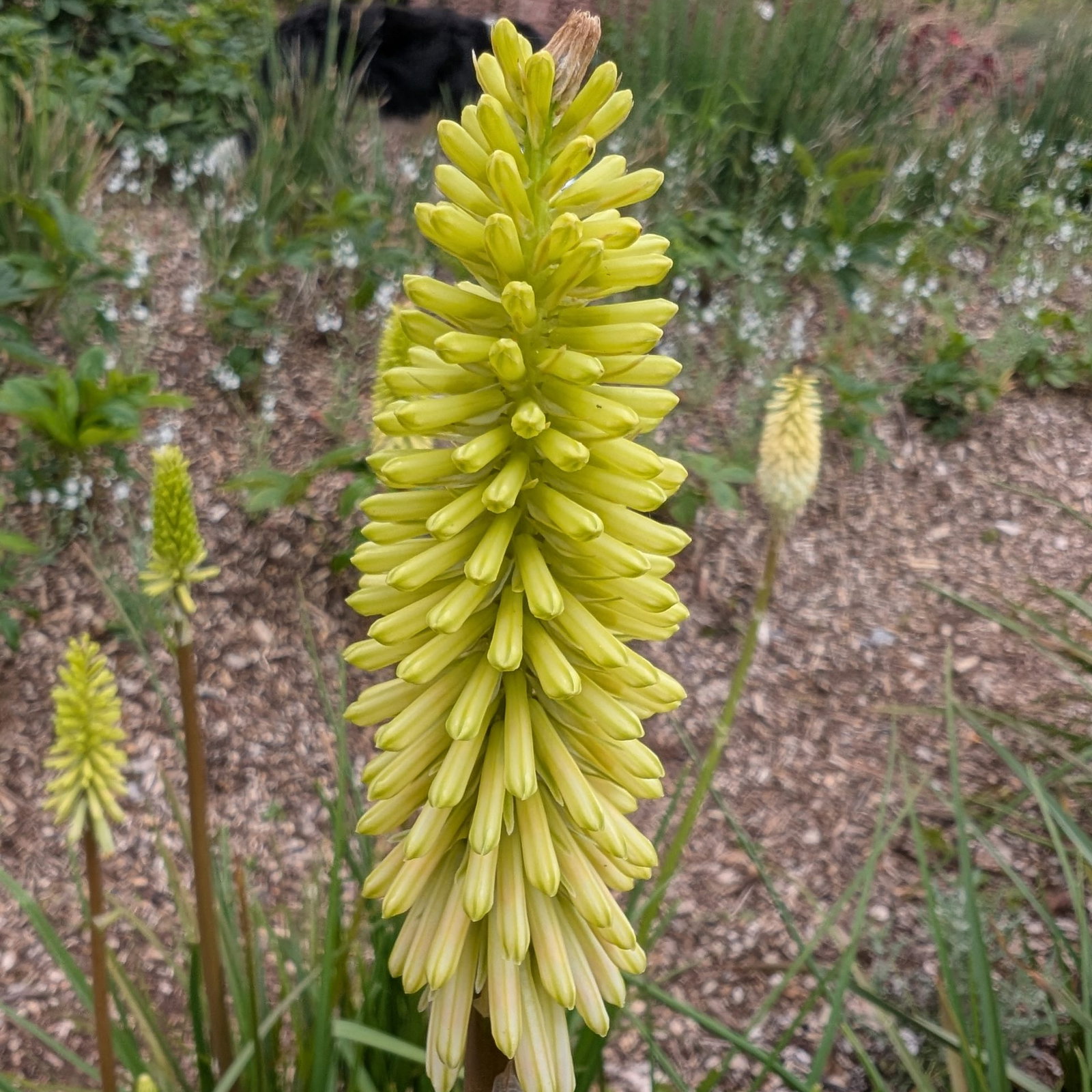 Kniphofia Citrina 3 Scaled