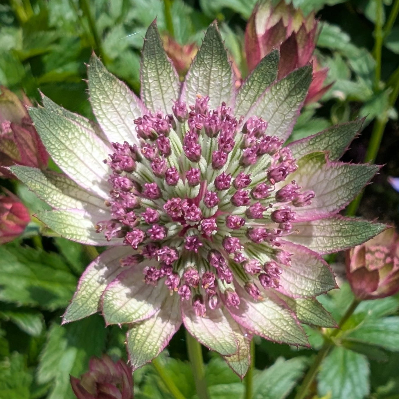 Astrantia Major Super Nova Scaled