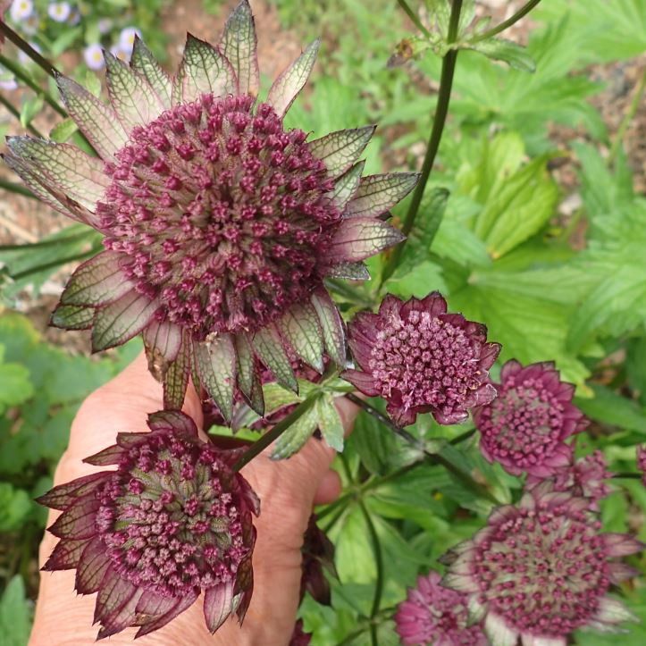 Astrantia New Large Red