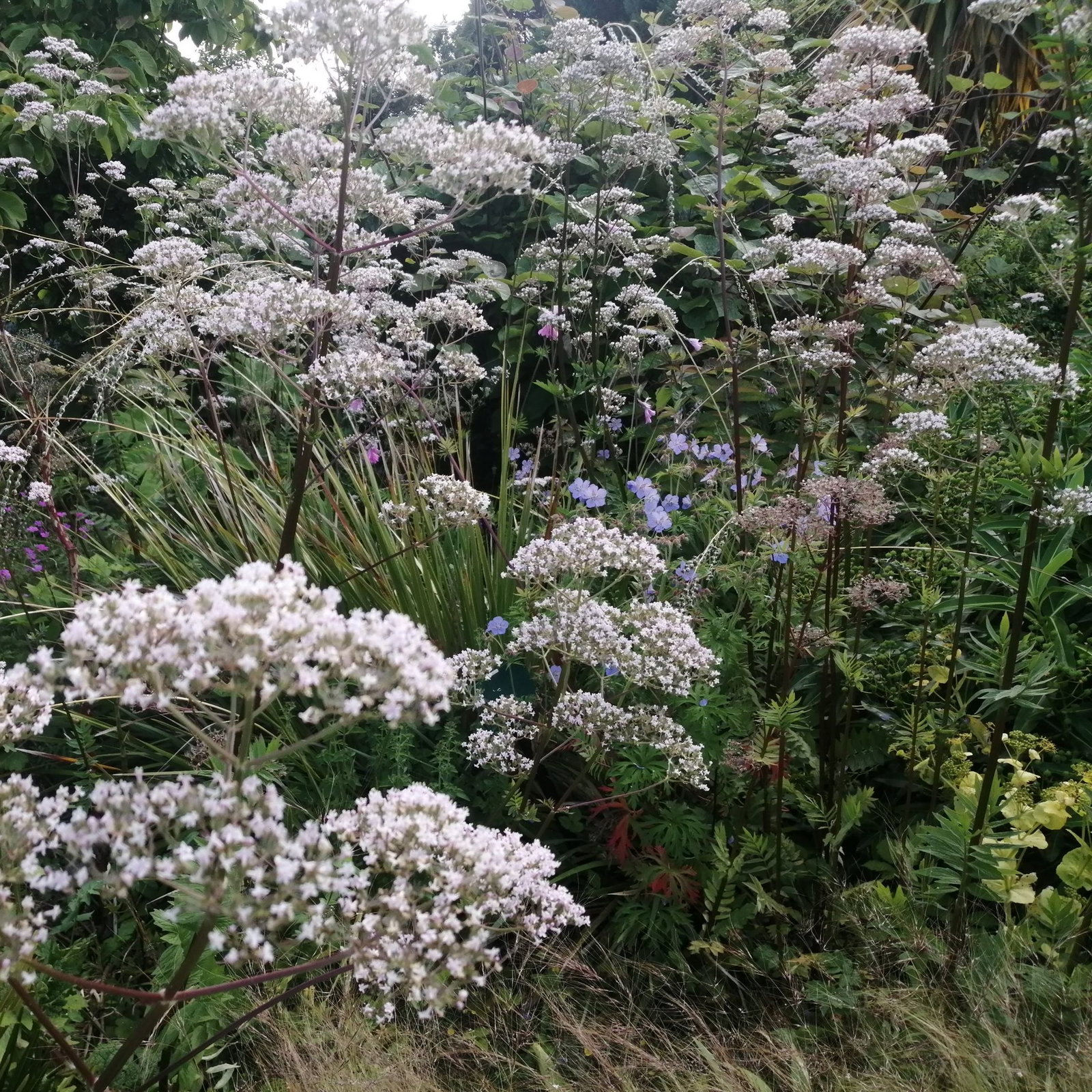 Valeriana Officinalis 2 Scaled