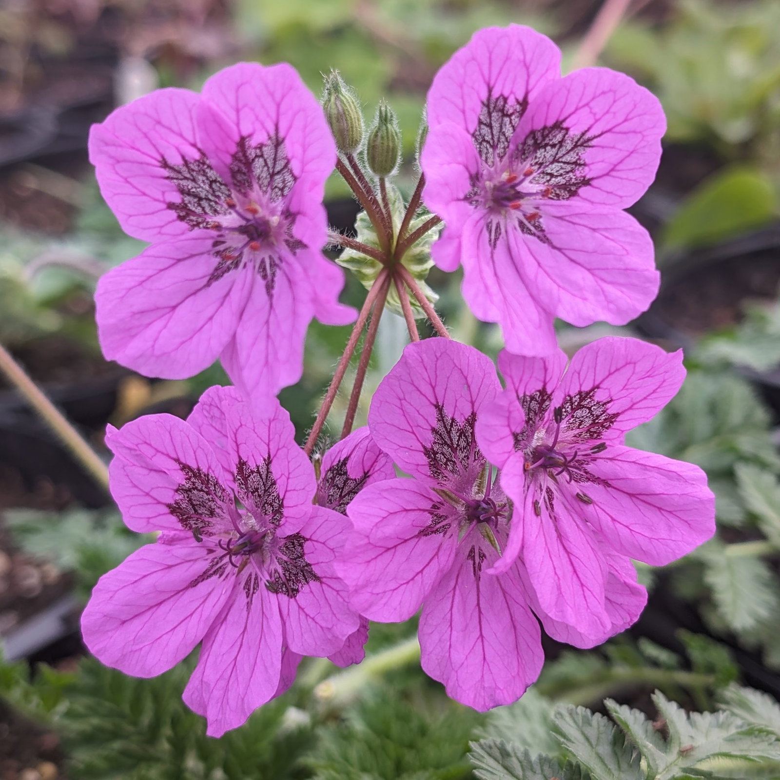Erodium Castellanum 1 Scaled