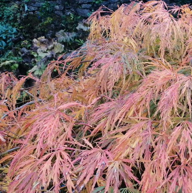 Tree, Shrub & Climber Seeds | Plant World Seeds