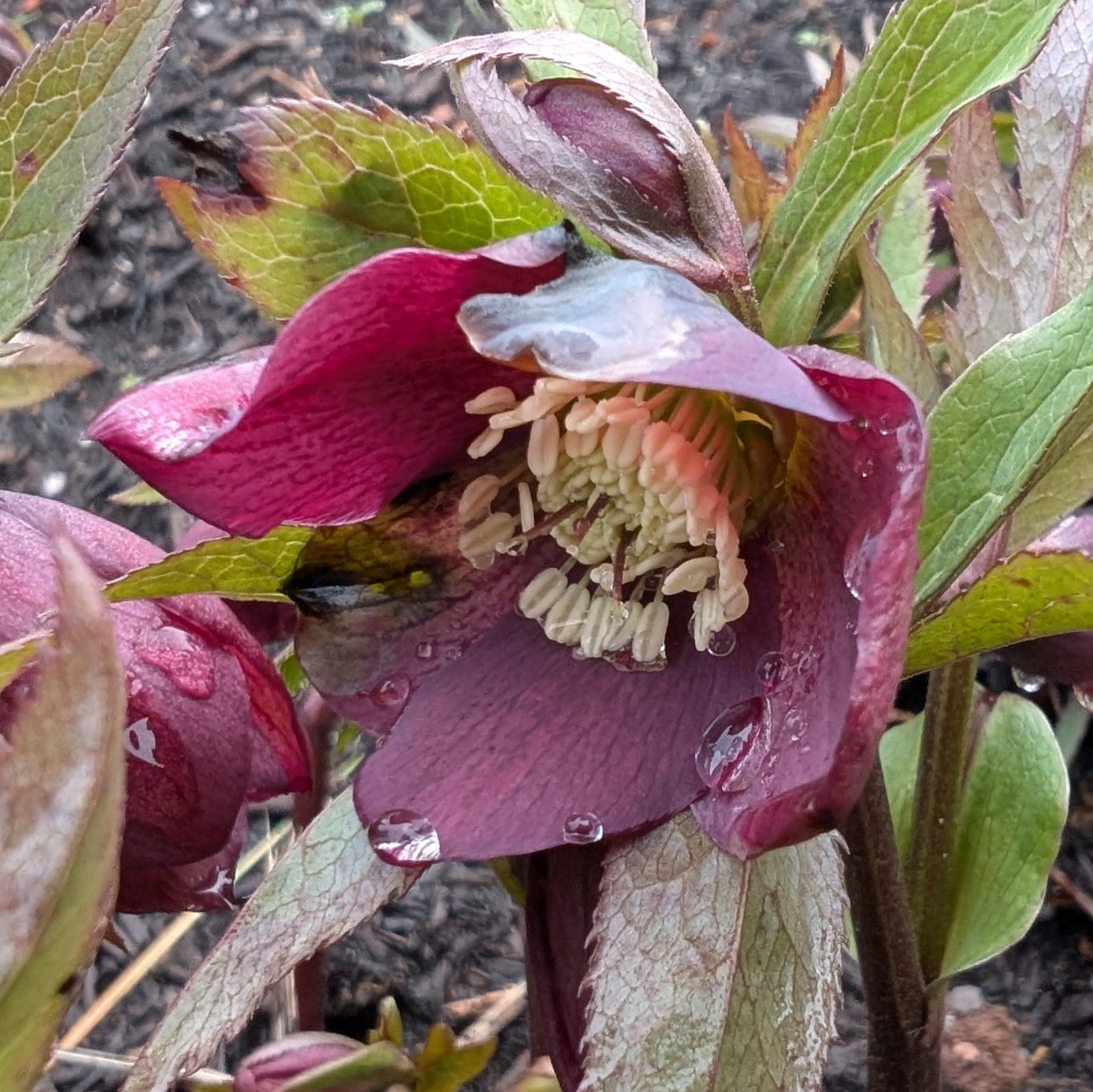 Helleboris Arthurs Black 1 Scaled