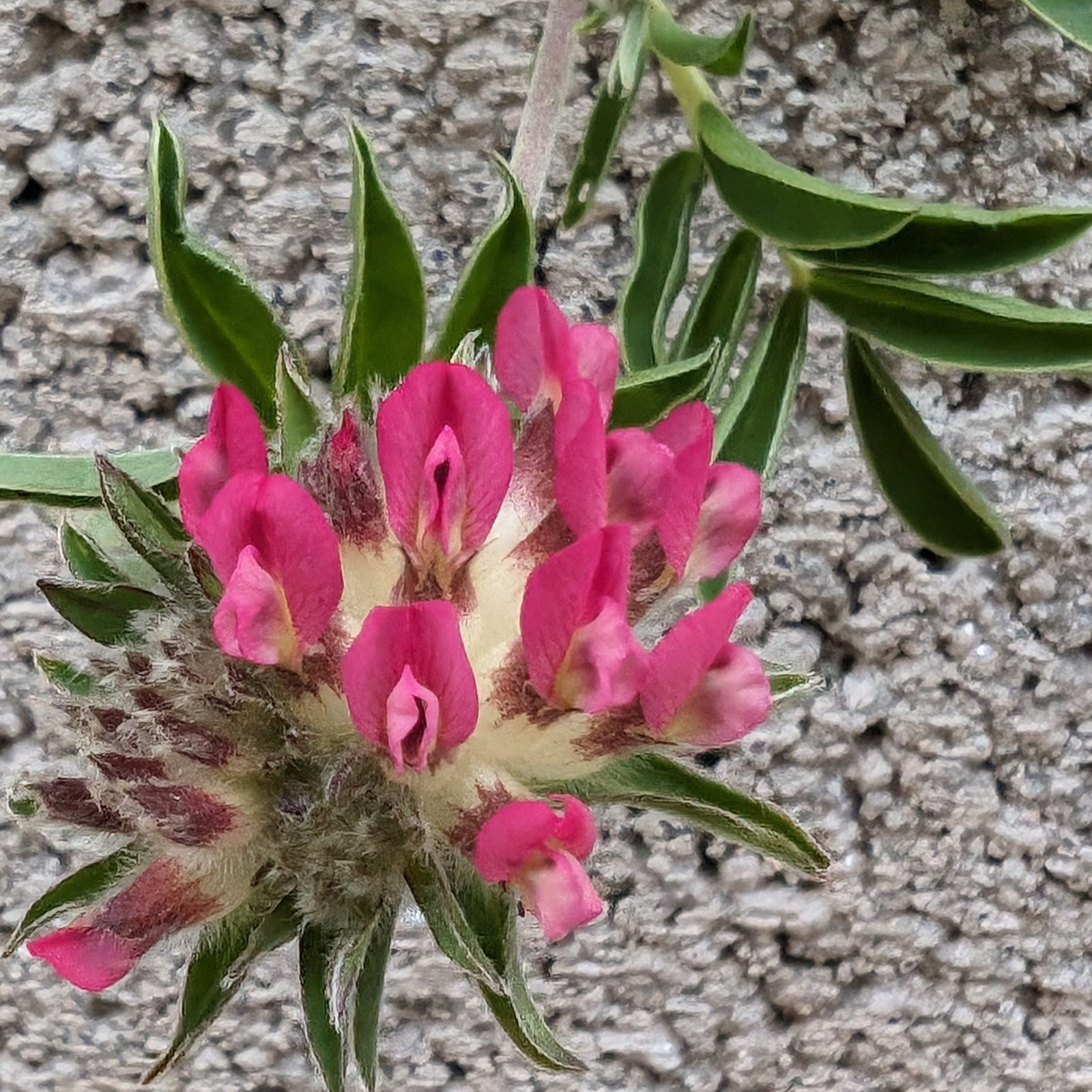 Anthyllus Montana Pink Form 2 Scaled