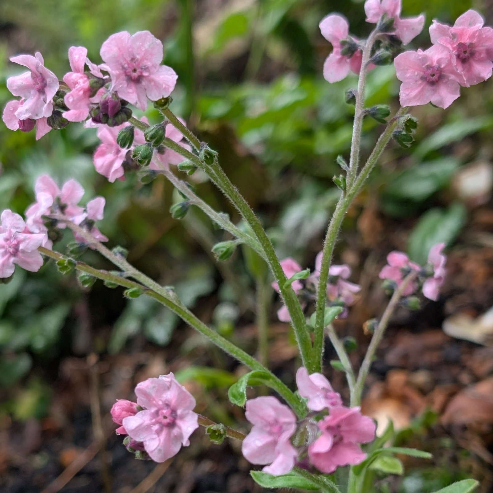 Cynoglossum Hungaricum 2 Scaled
