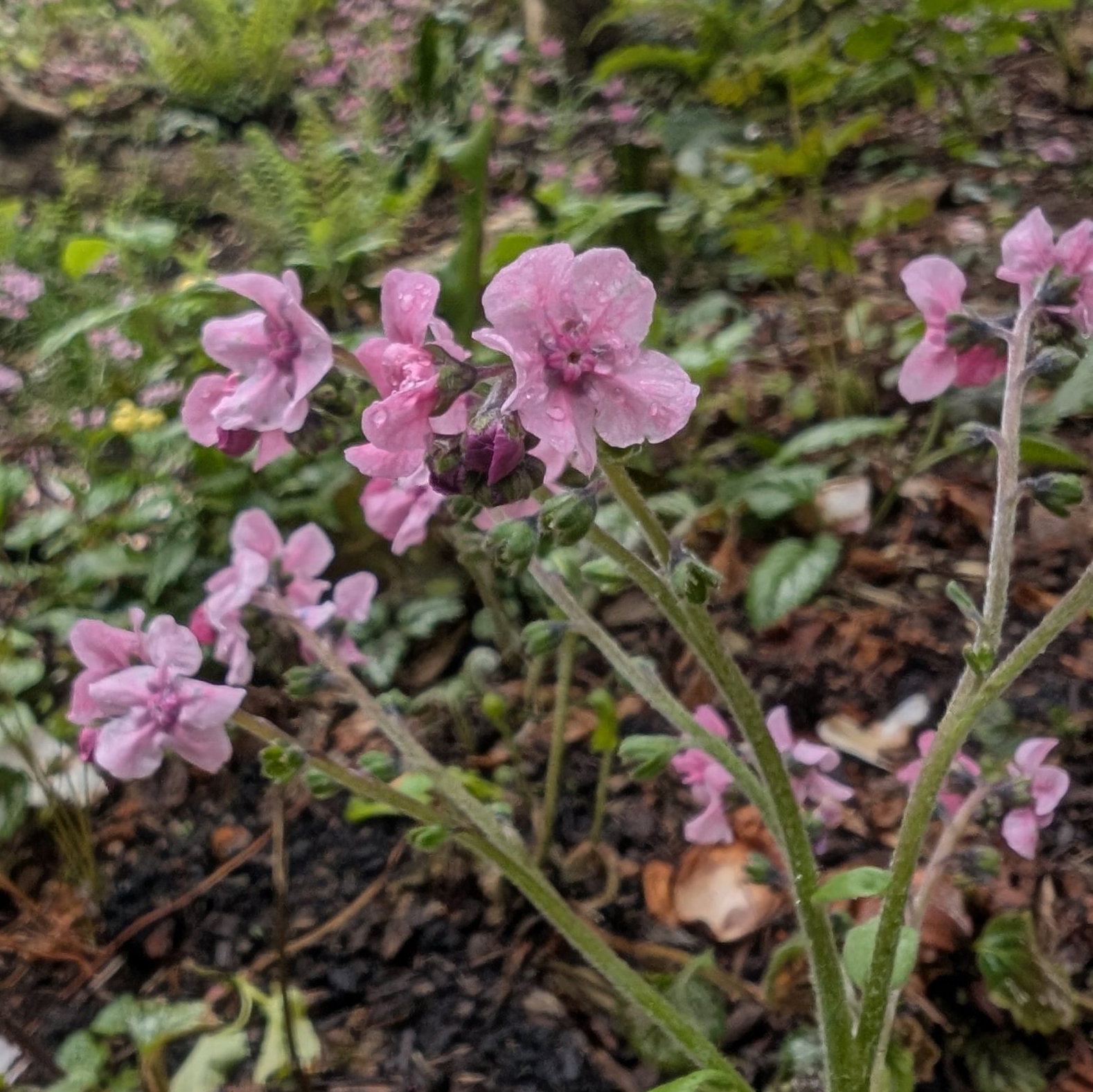 Cynoglossum Hungaricum 1 Scaled